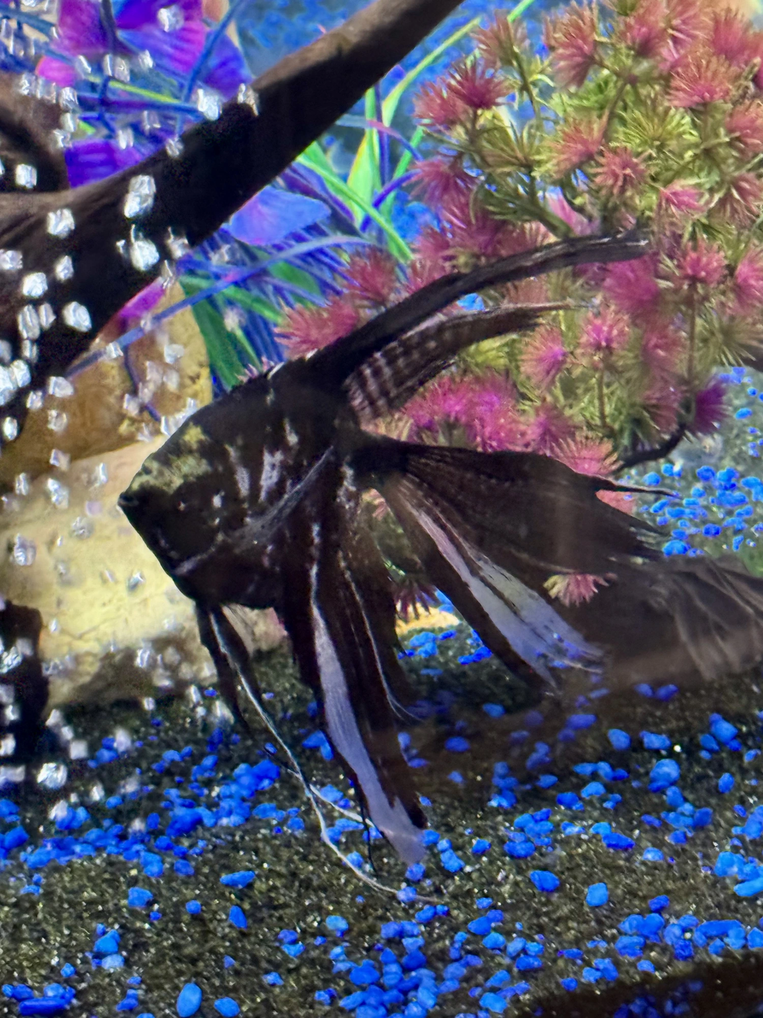 Marble Veil Tail Angelfish
