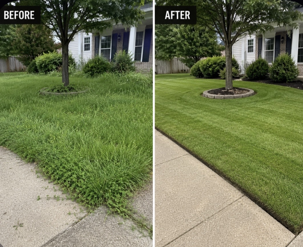 Weed-choked yard to striped, healthy lawn
