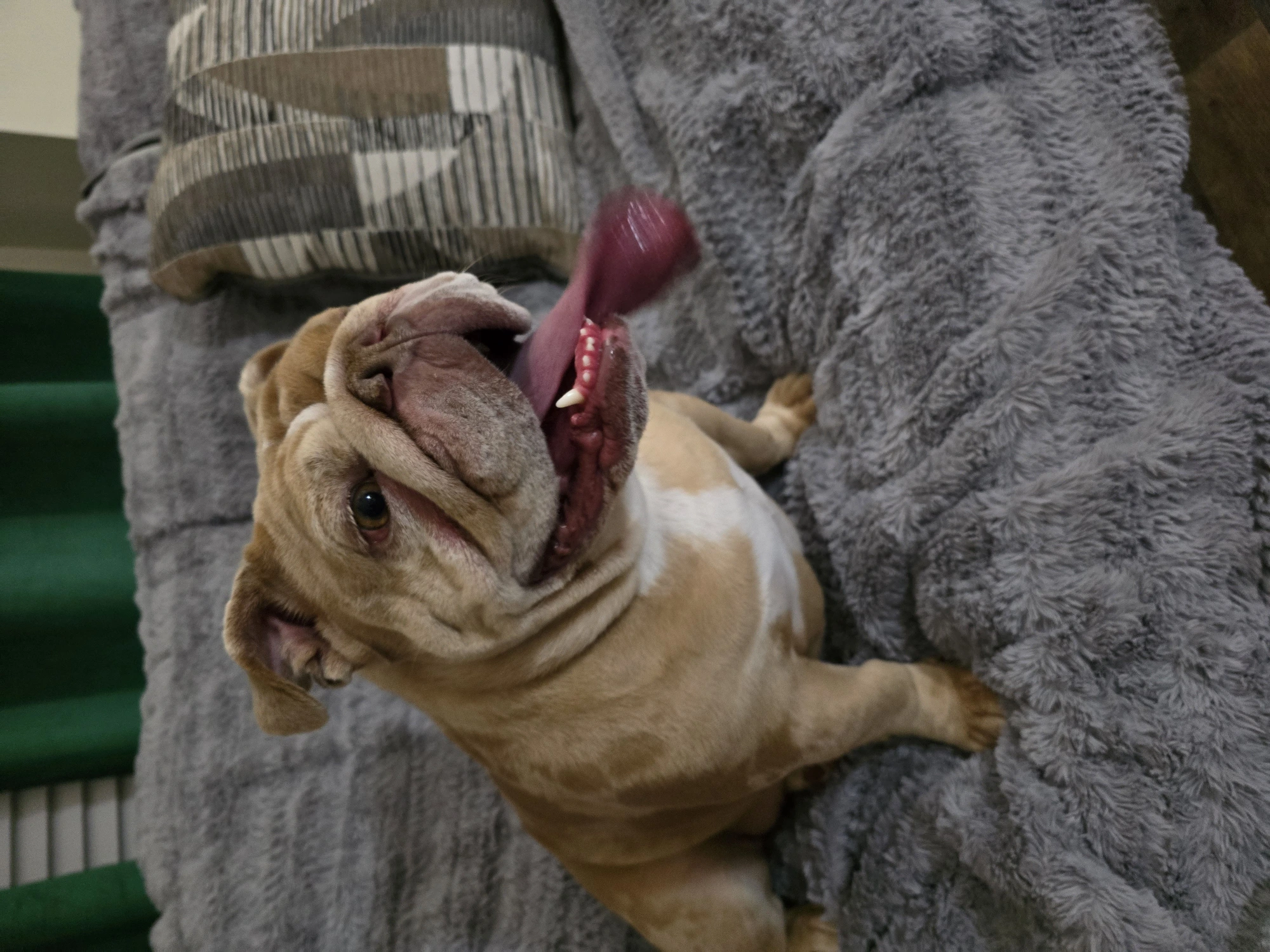 Daisy Mae — bulldog available for adoption