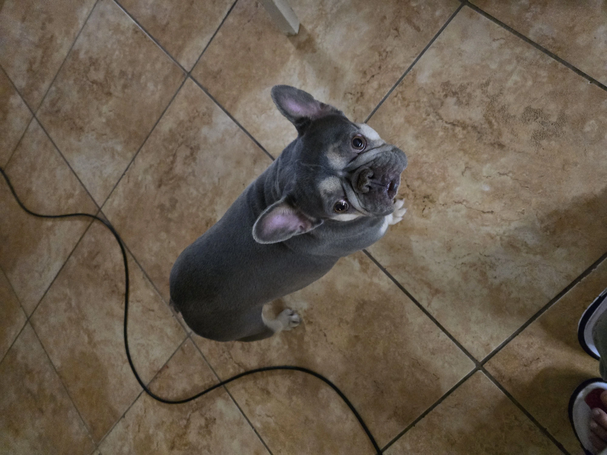 Lugnut (aka Buttercup)