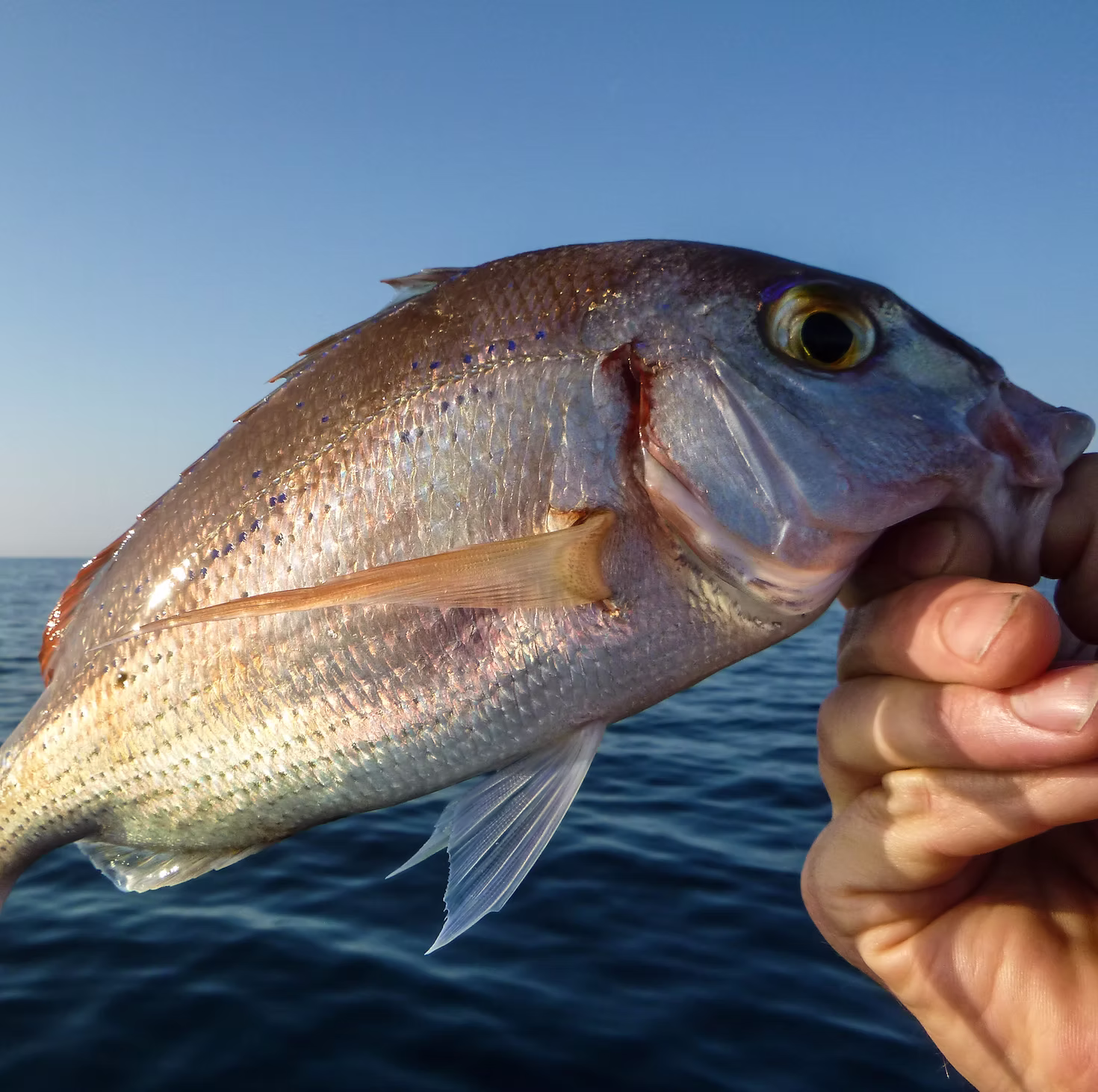 Discovery Fishing 2H