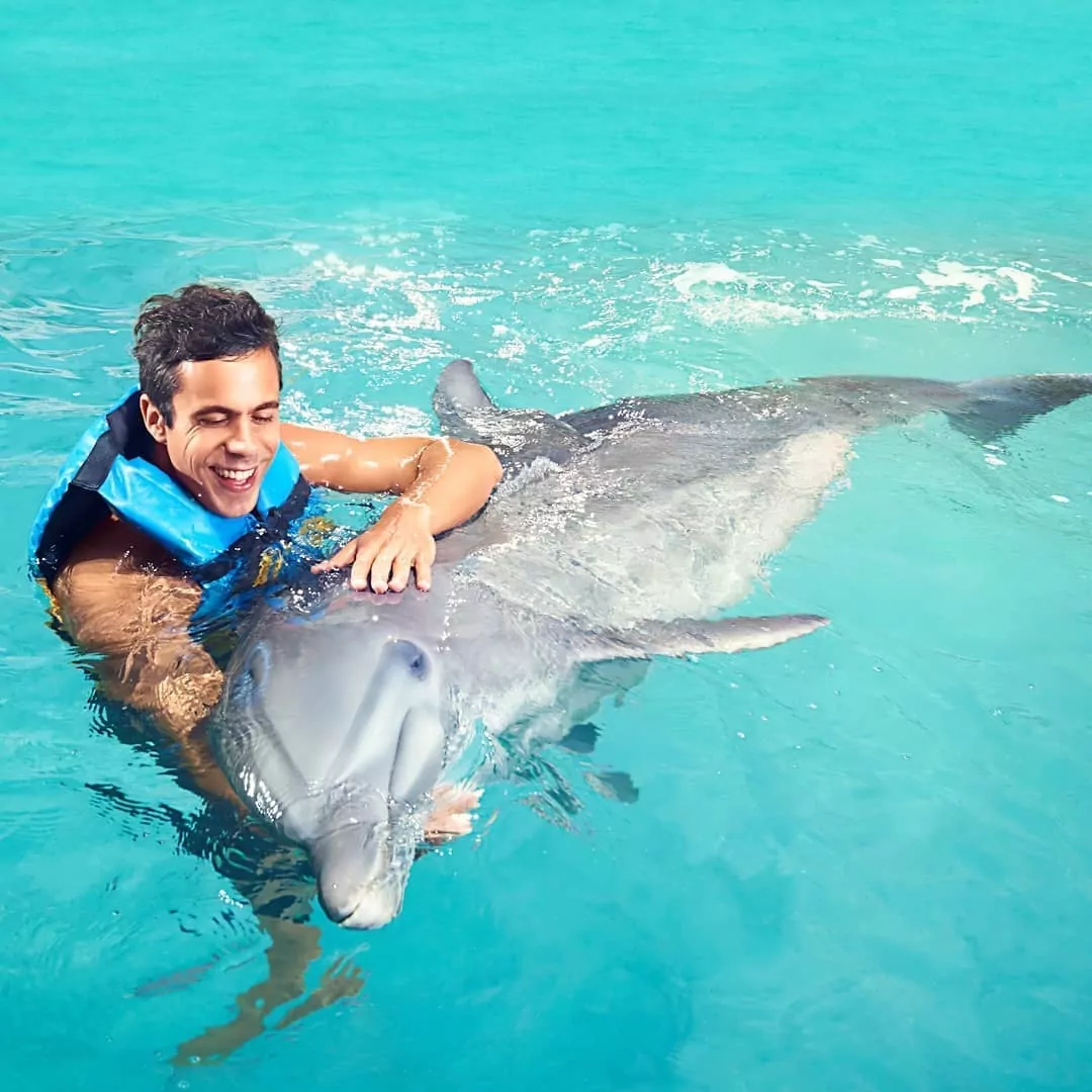 Dolphin Explorer