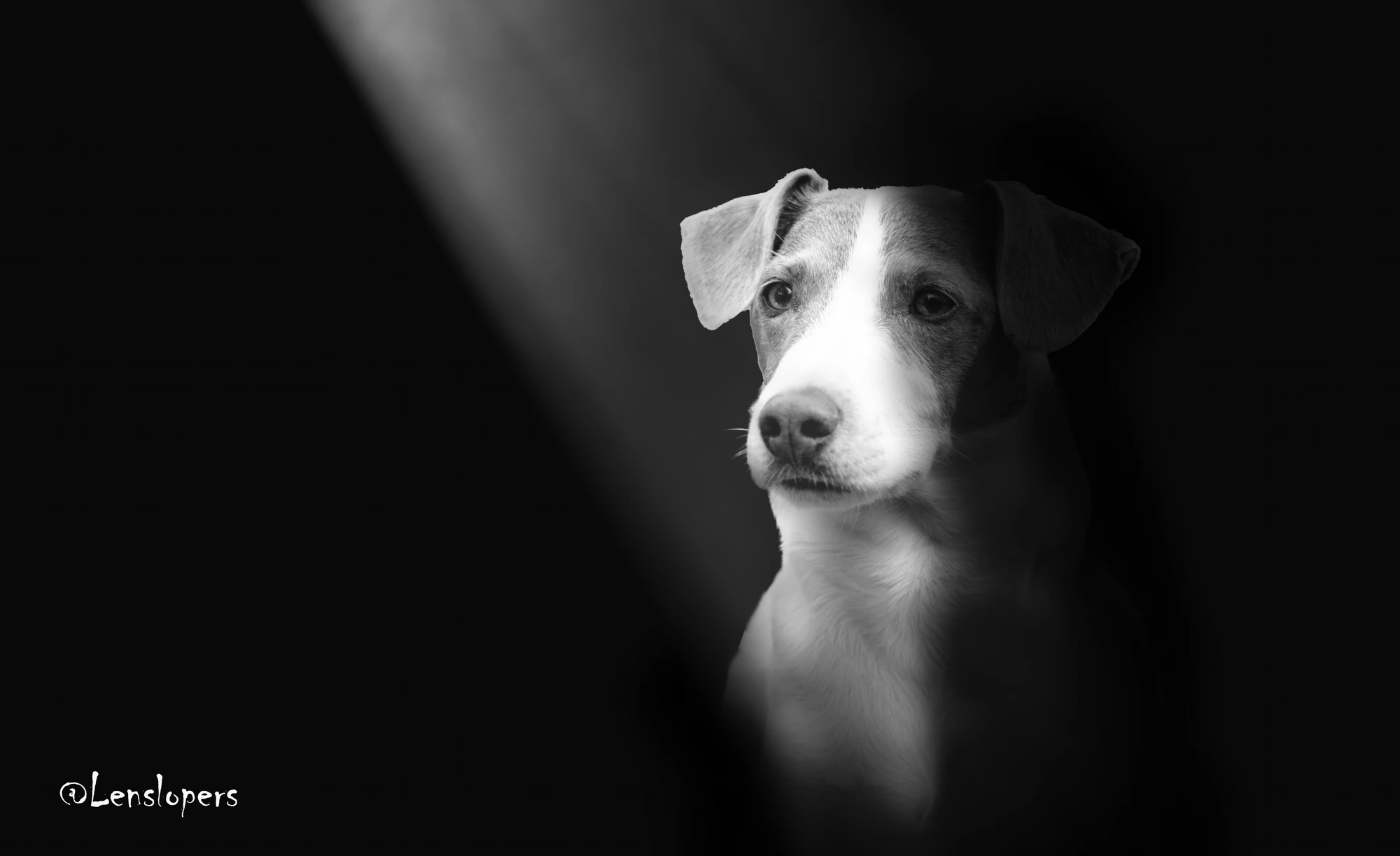MIJN HUISDIER IS FAMILIE