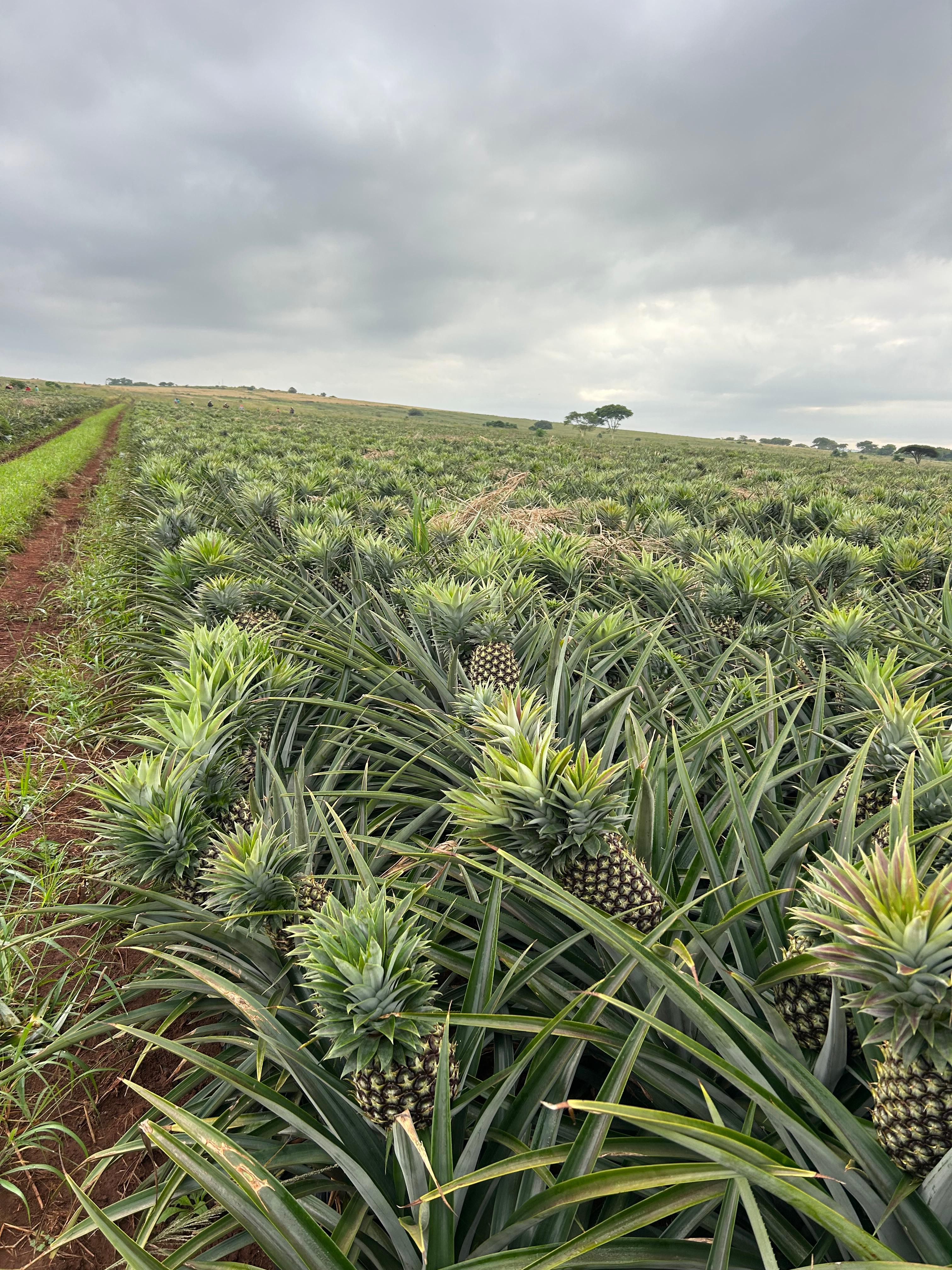 Pineapple field rows with red earth