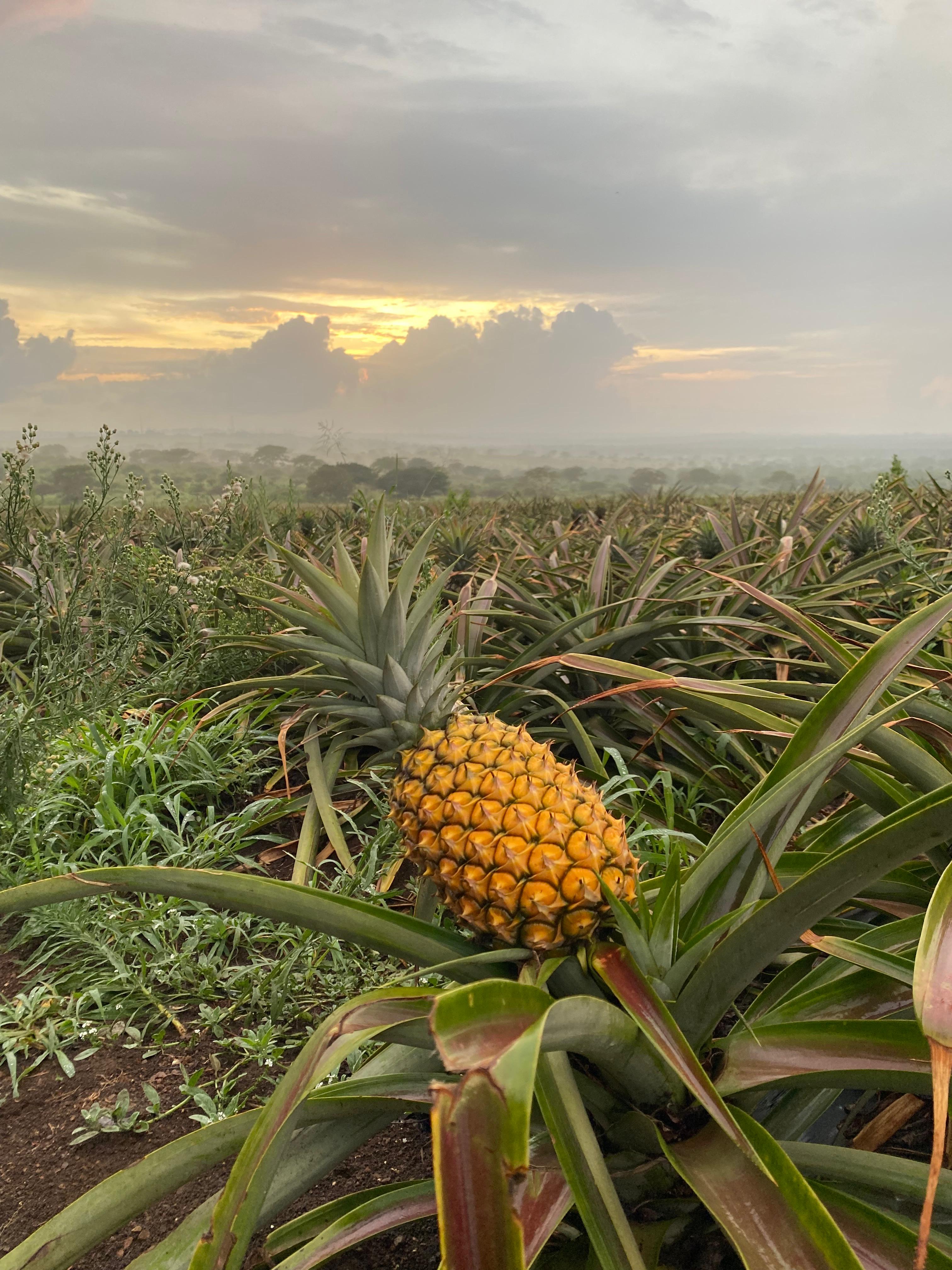 Ripe golden pineapple at sunset