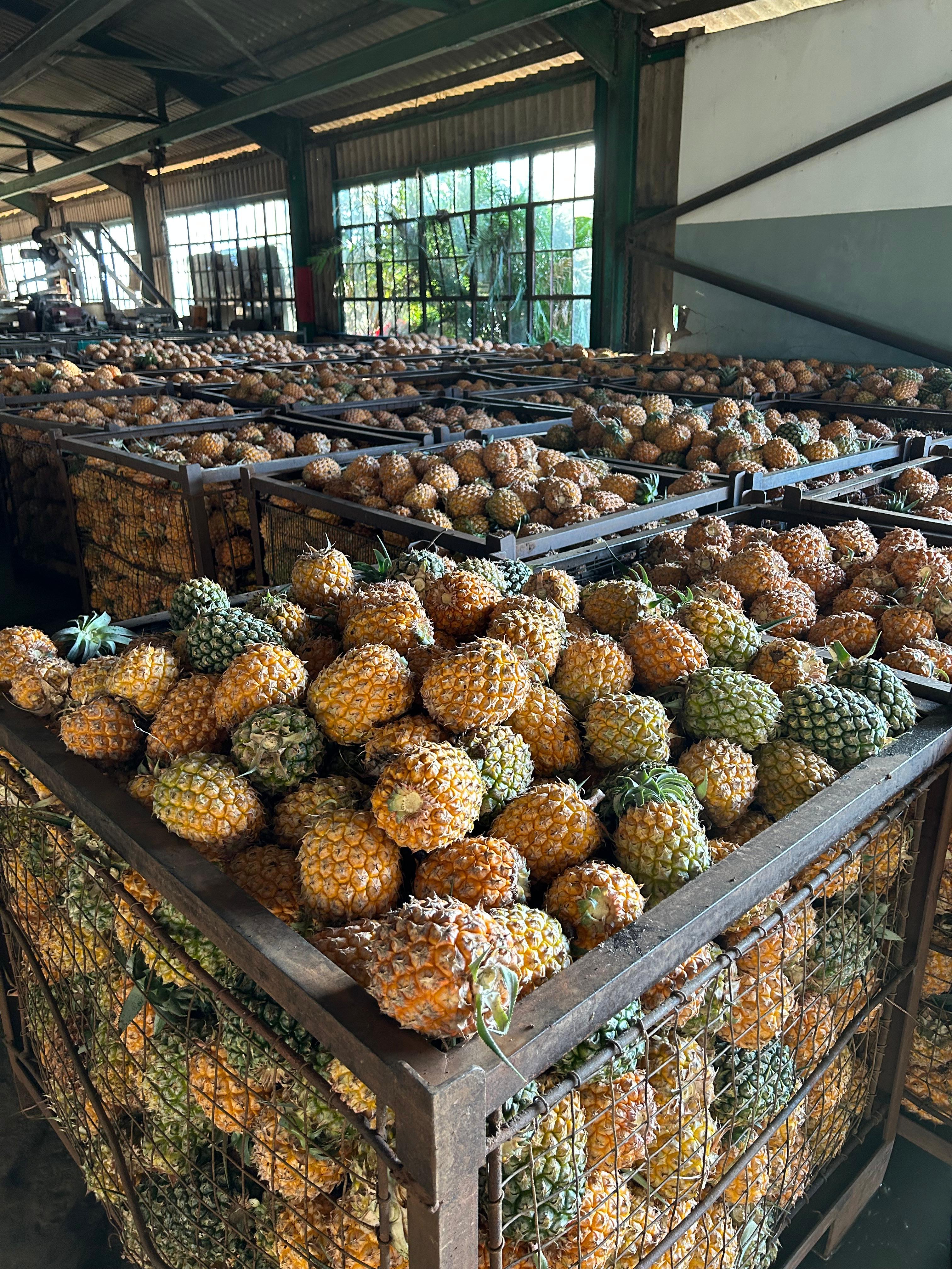 Harvested pineapples in processing facility