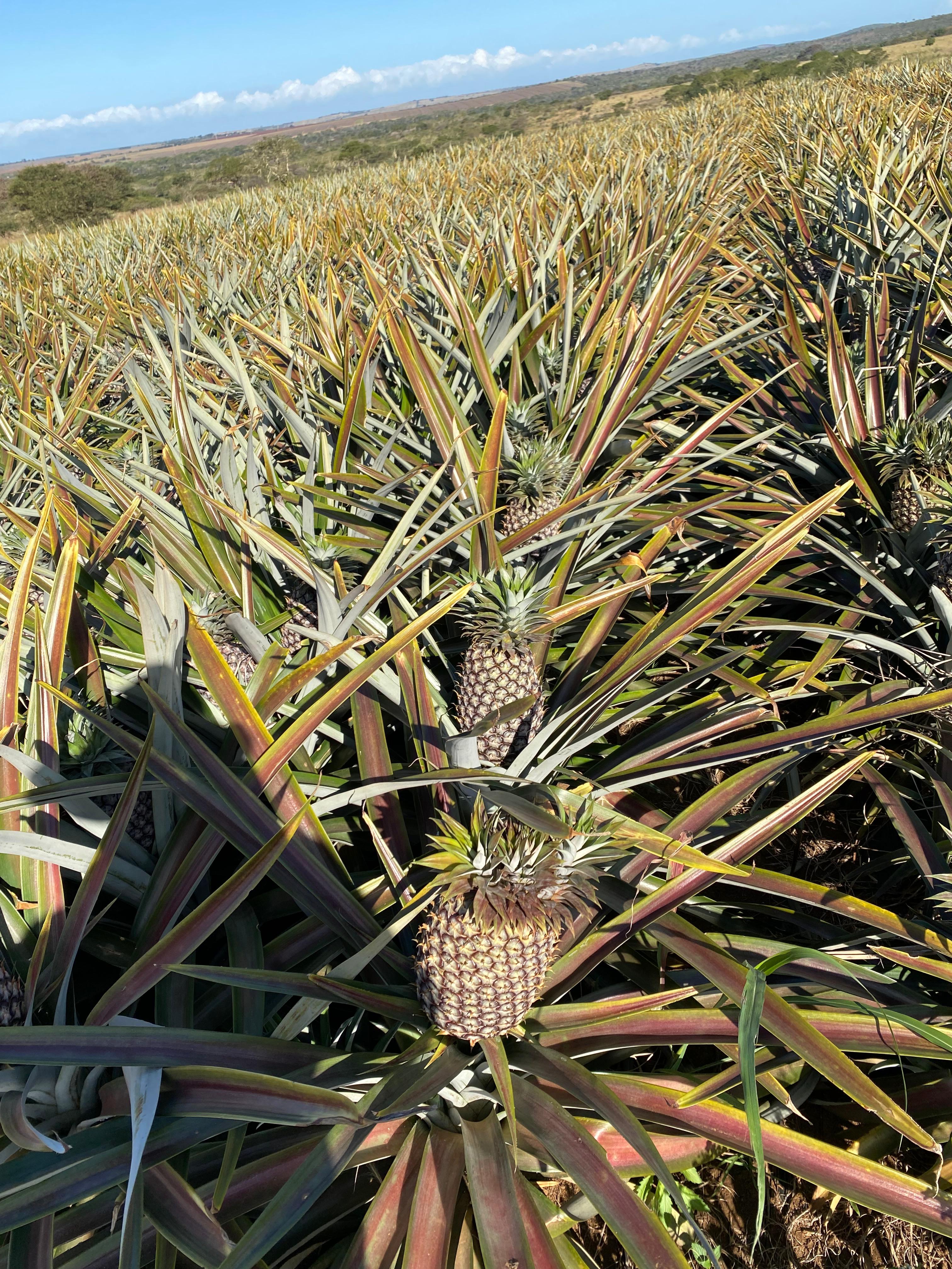 Pineapples growing in Hluhluwe landscape