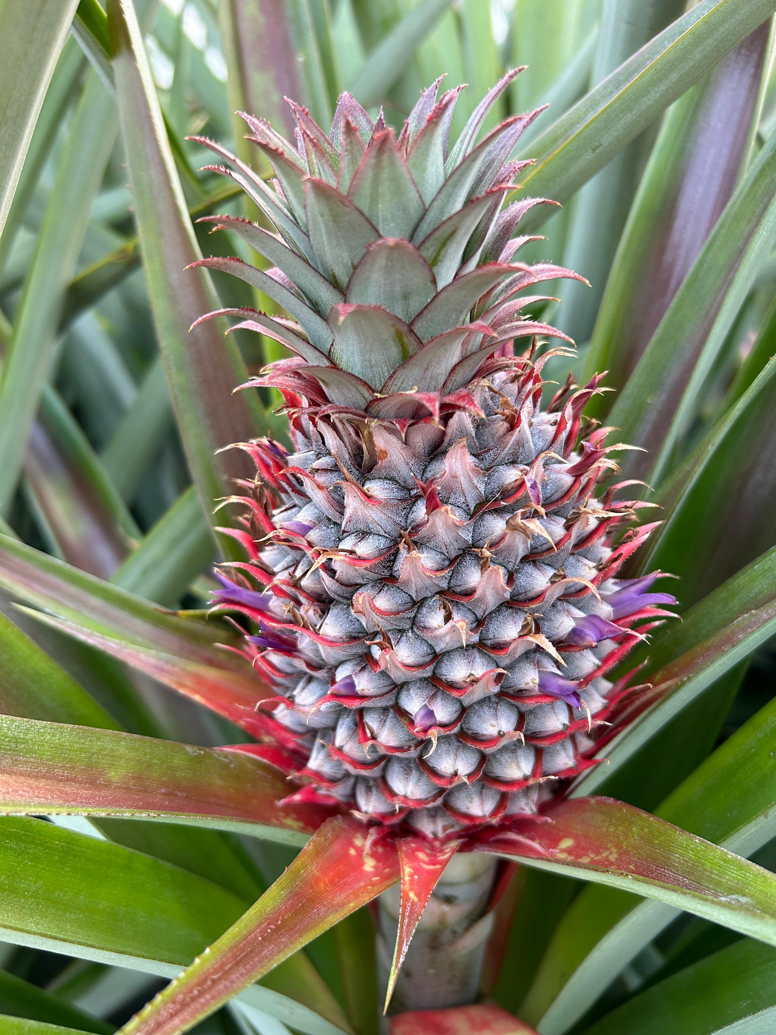 Cayenne pineapple flowering on the plant