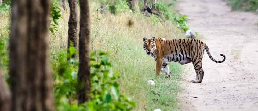 Chilla Range - Tiger Sightings