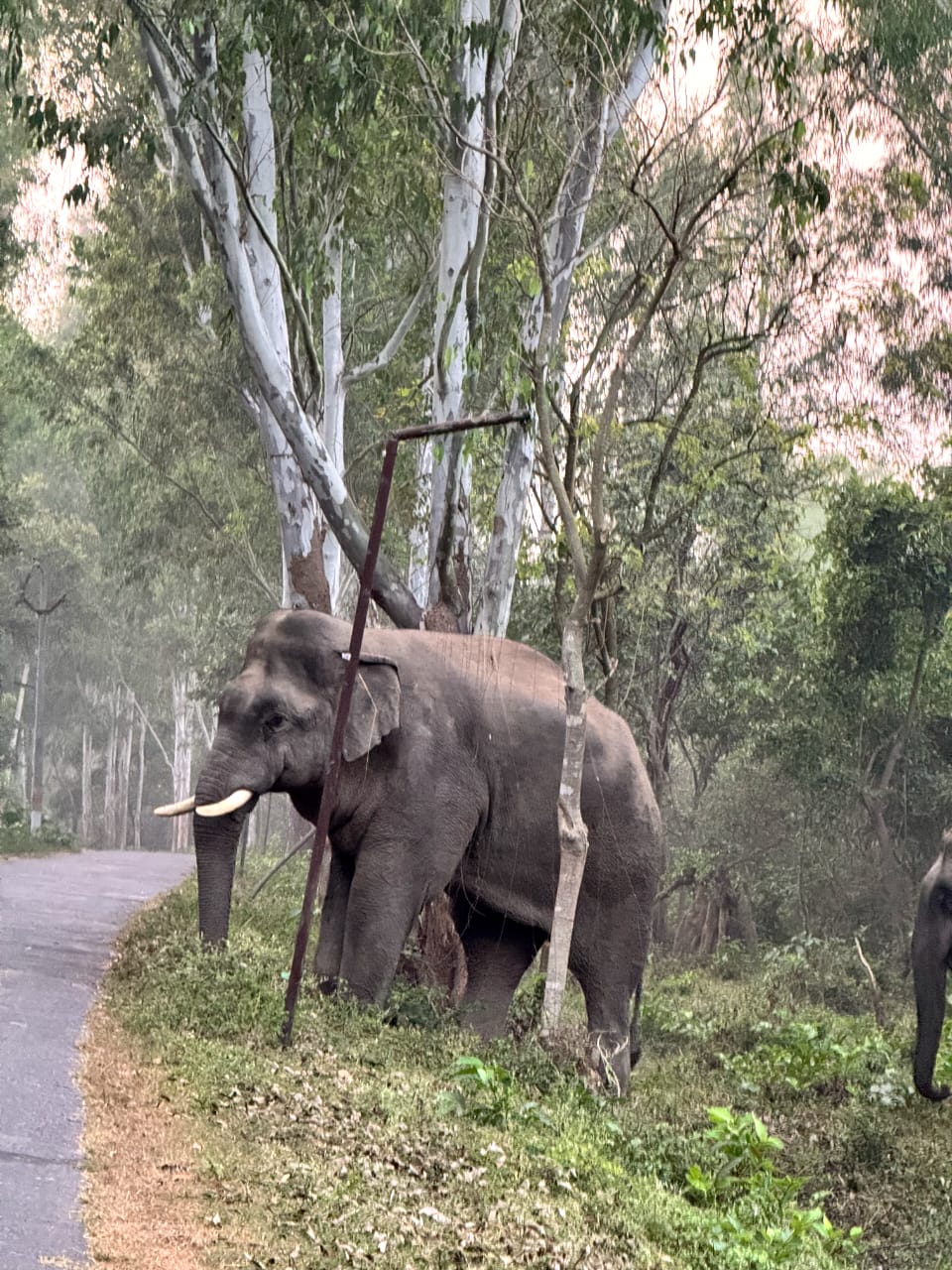 Elephant Safari at Rajaji National Park