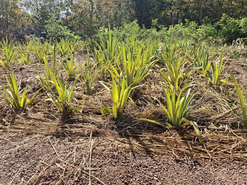 Production agricole