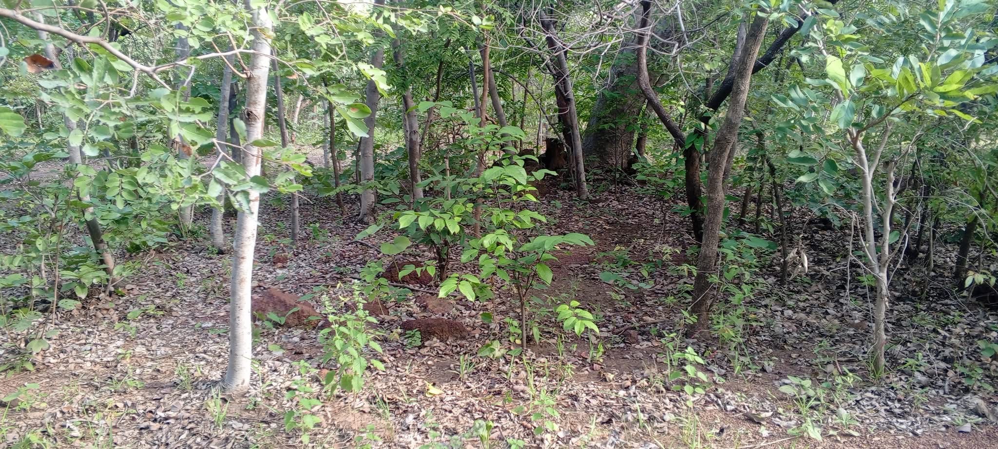 Conservation de la biodiversité