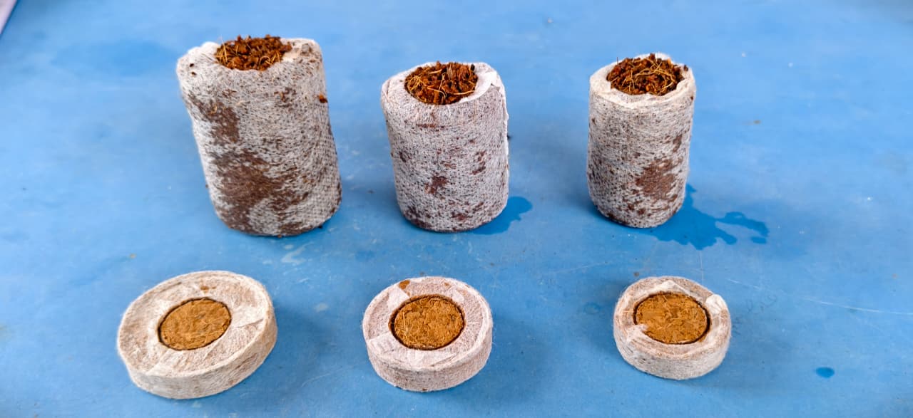 Boreal Coco Coins