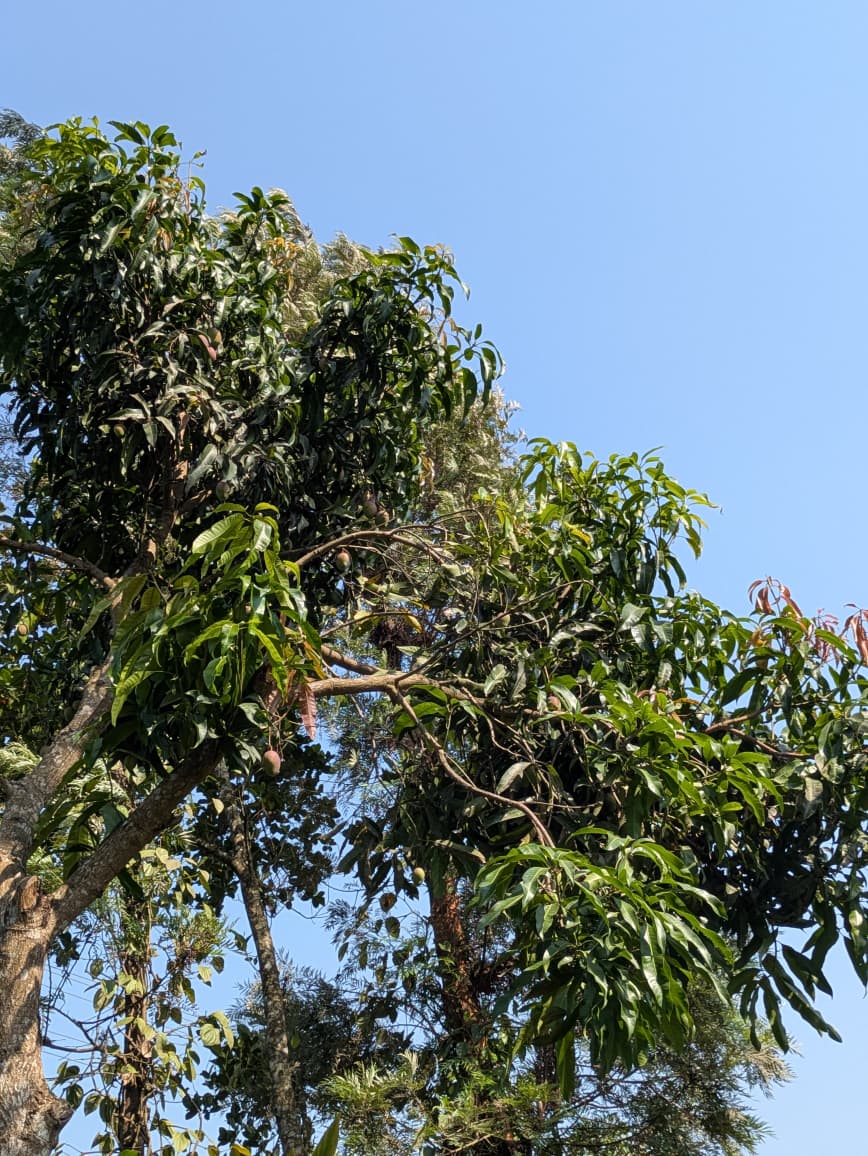 Variety of Fresh Fruits