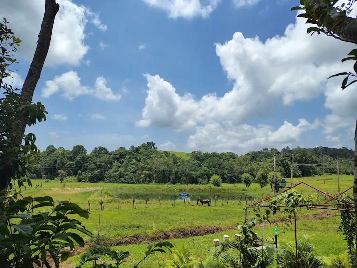 Green Fields & Lake View