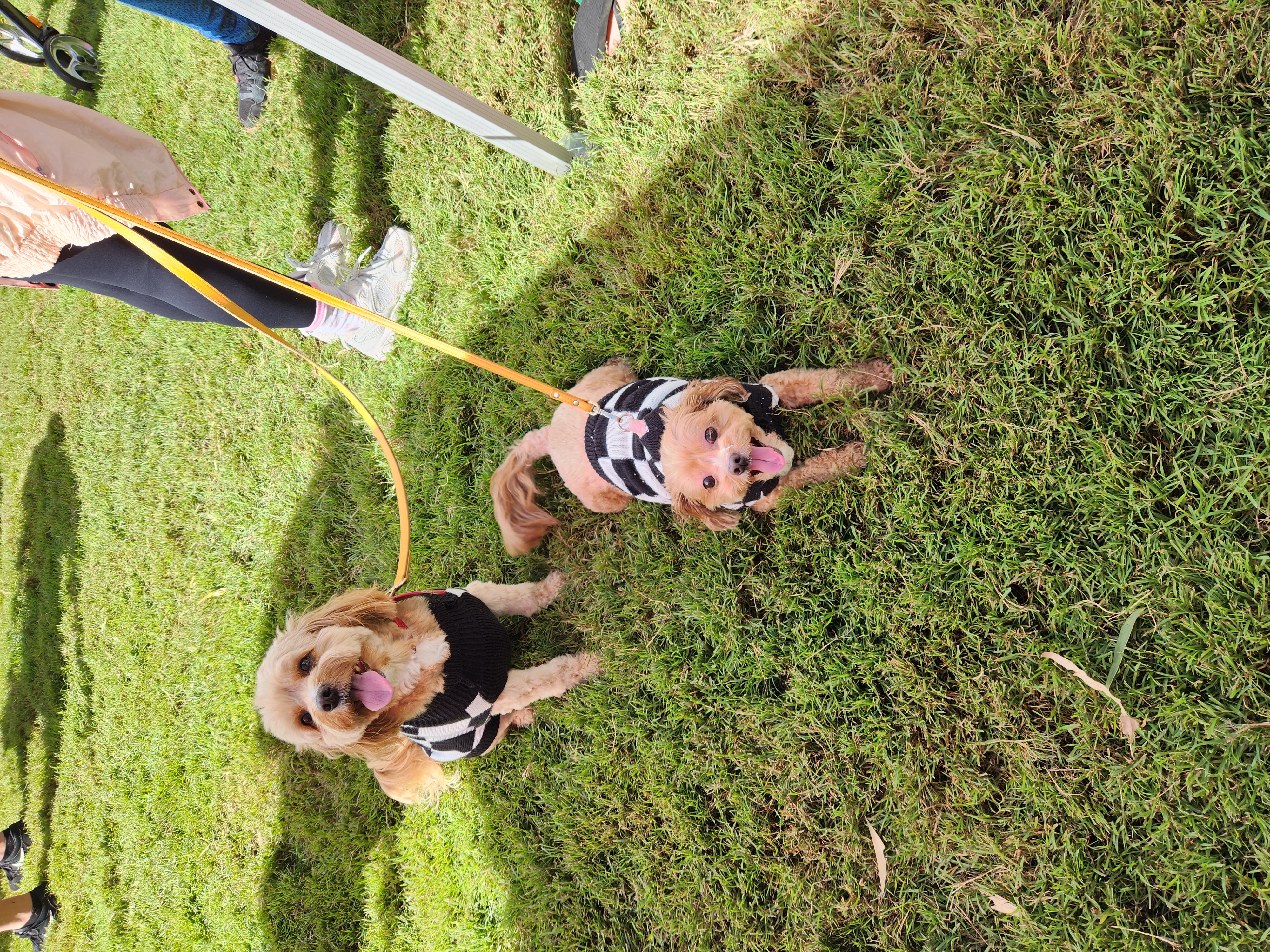Creative costumes at the Paws of Purpose Costume Parade