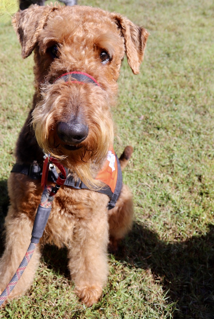 Airedale Terrier portrait