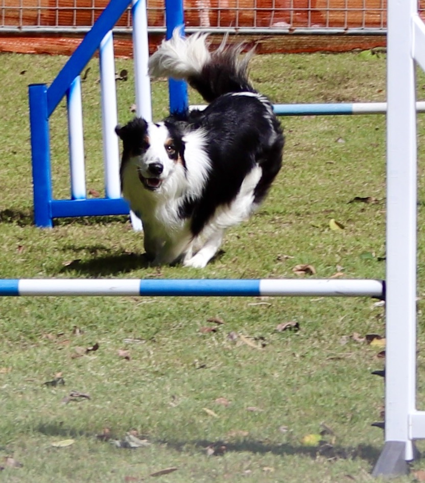 A Border Collie soaring mid-air through the agility course