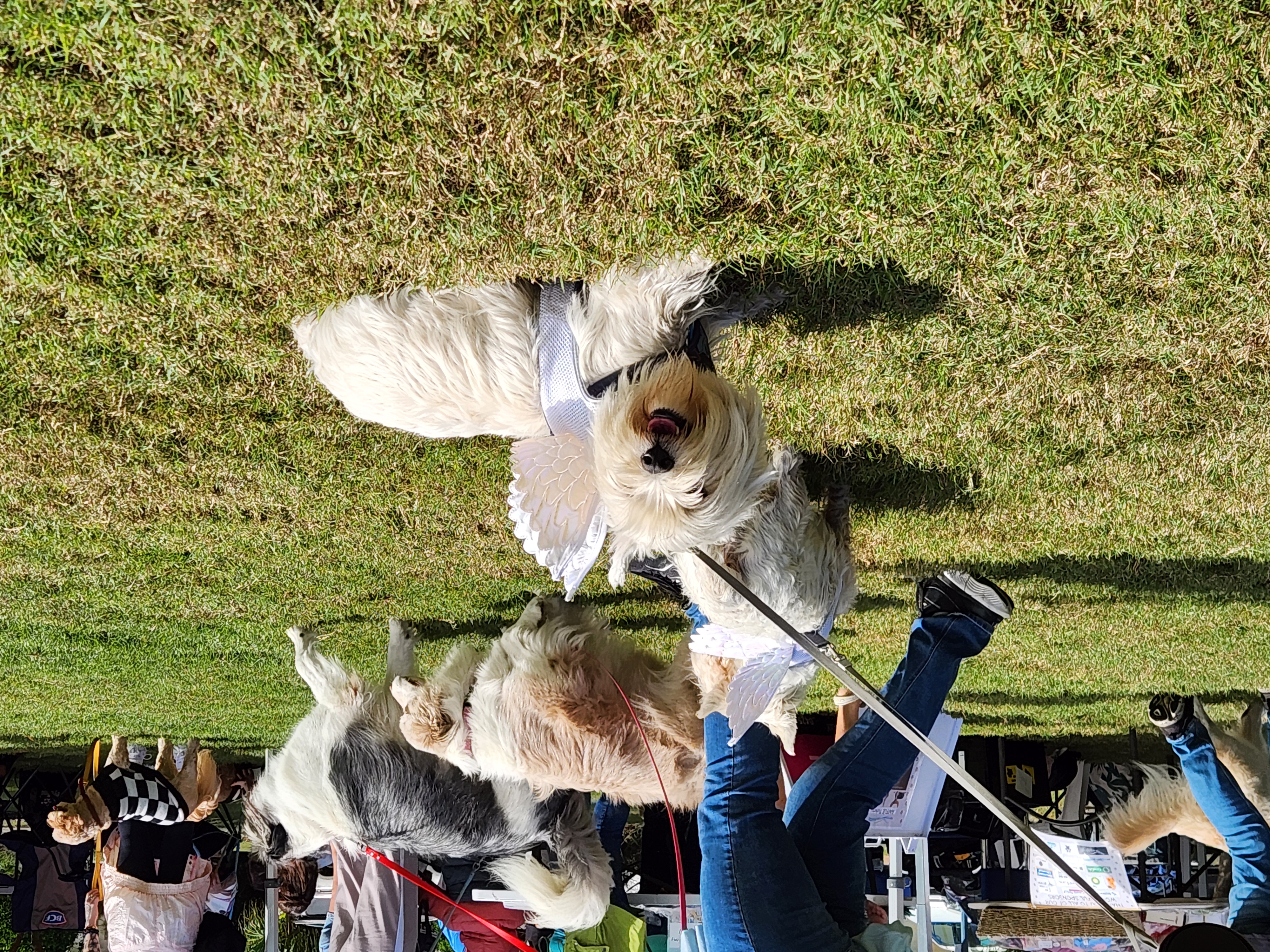 Westie in angel wings