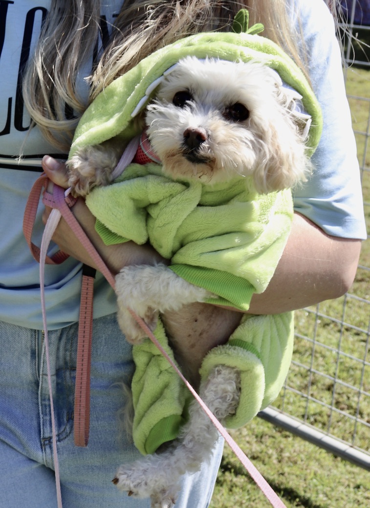 Handler with spaniel in agility ring