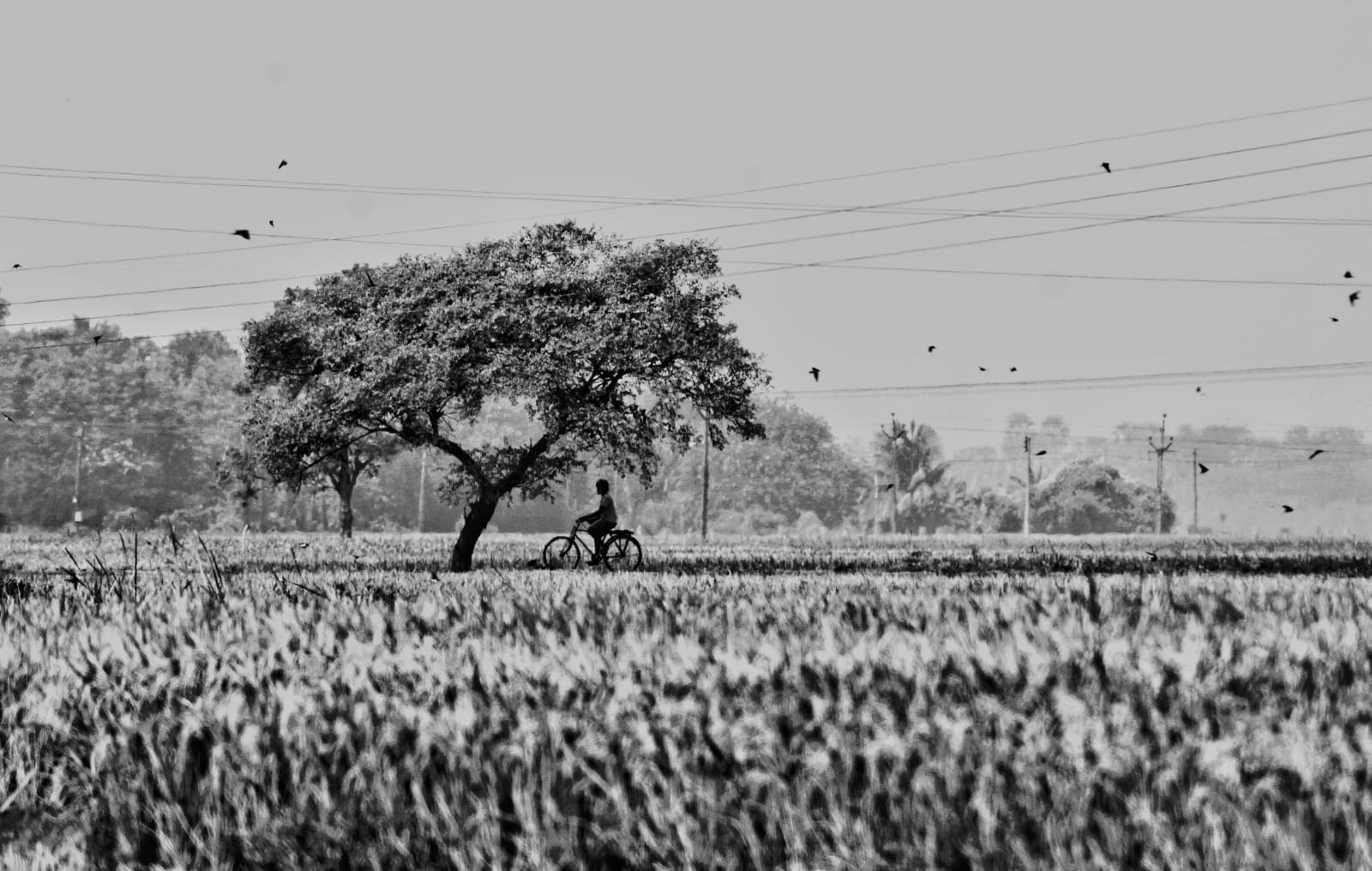 A quiet field in Bengal — the studio's opening plate
