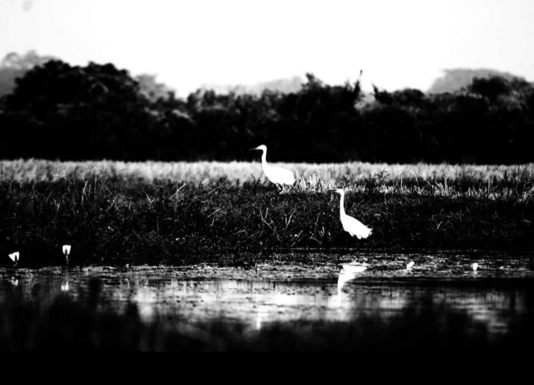 Egrets at dusk — from the studio archive