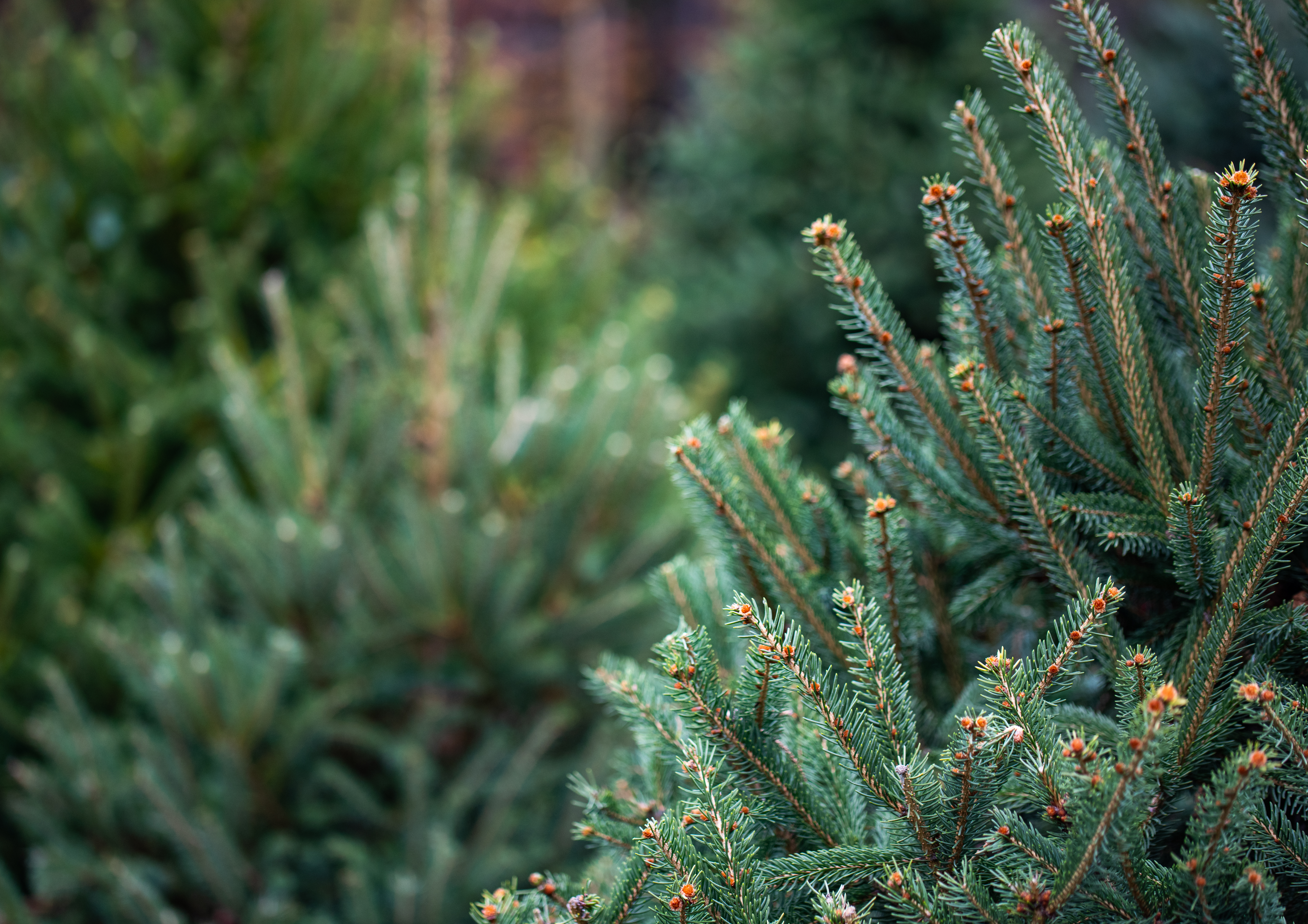 Macro detail of pine needles and buds