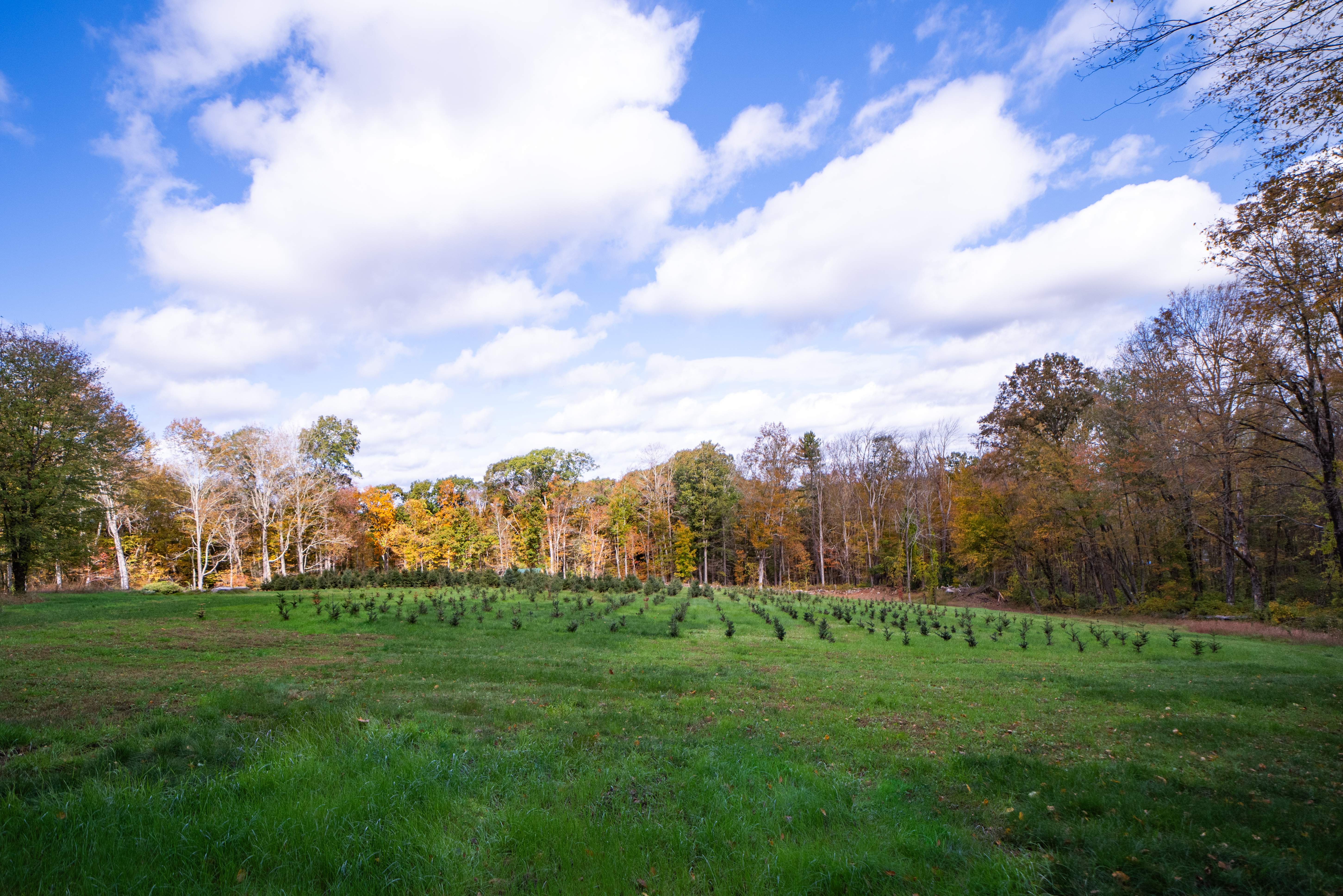 Young saplings with autumn forest backdrop