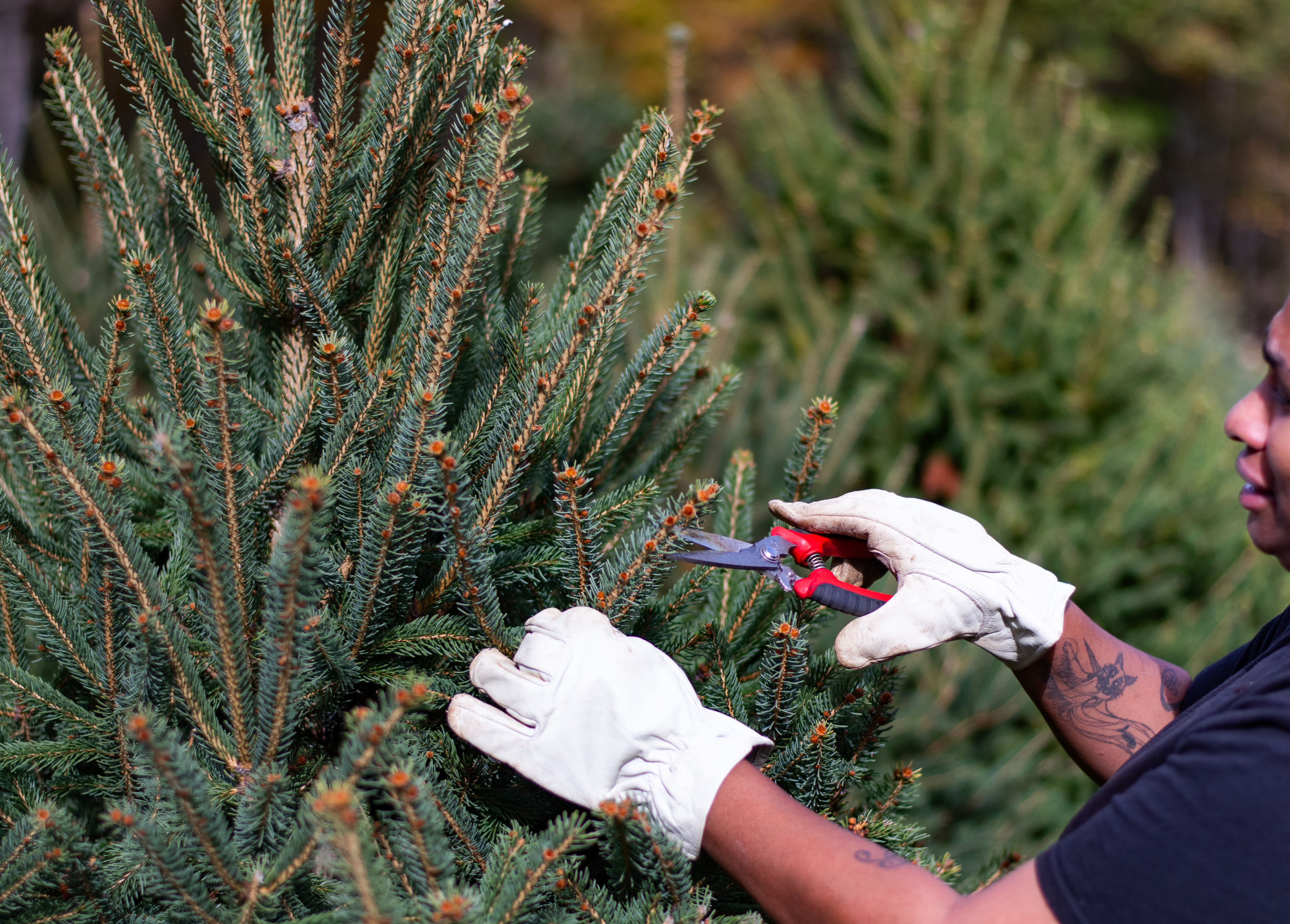 Hand-trimming a tree on the farm