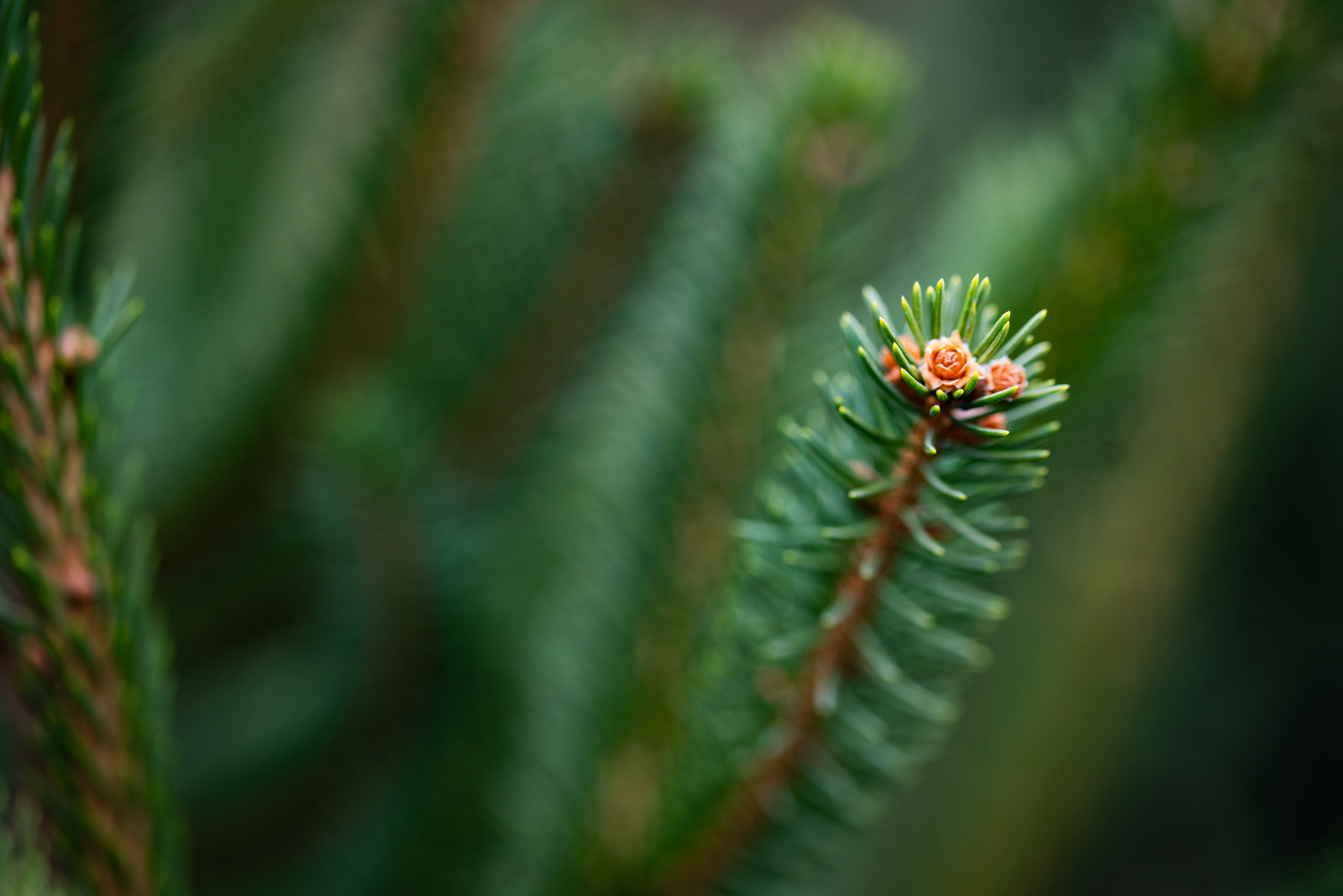 Close-up of new fir bud growth