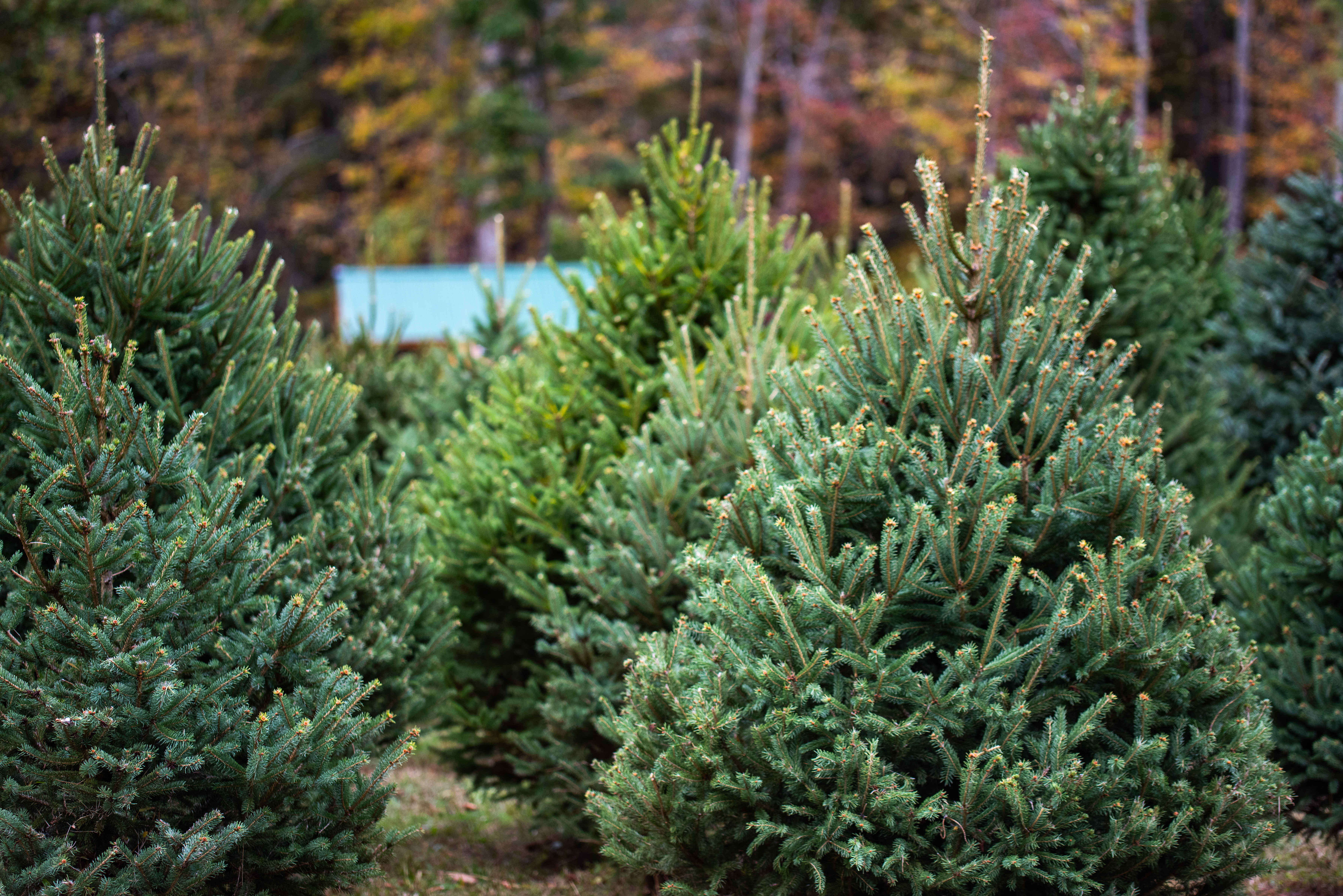 Dense rows of Christmas trees