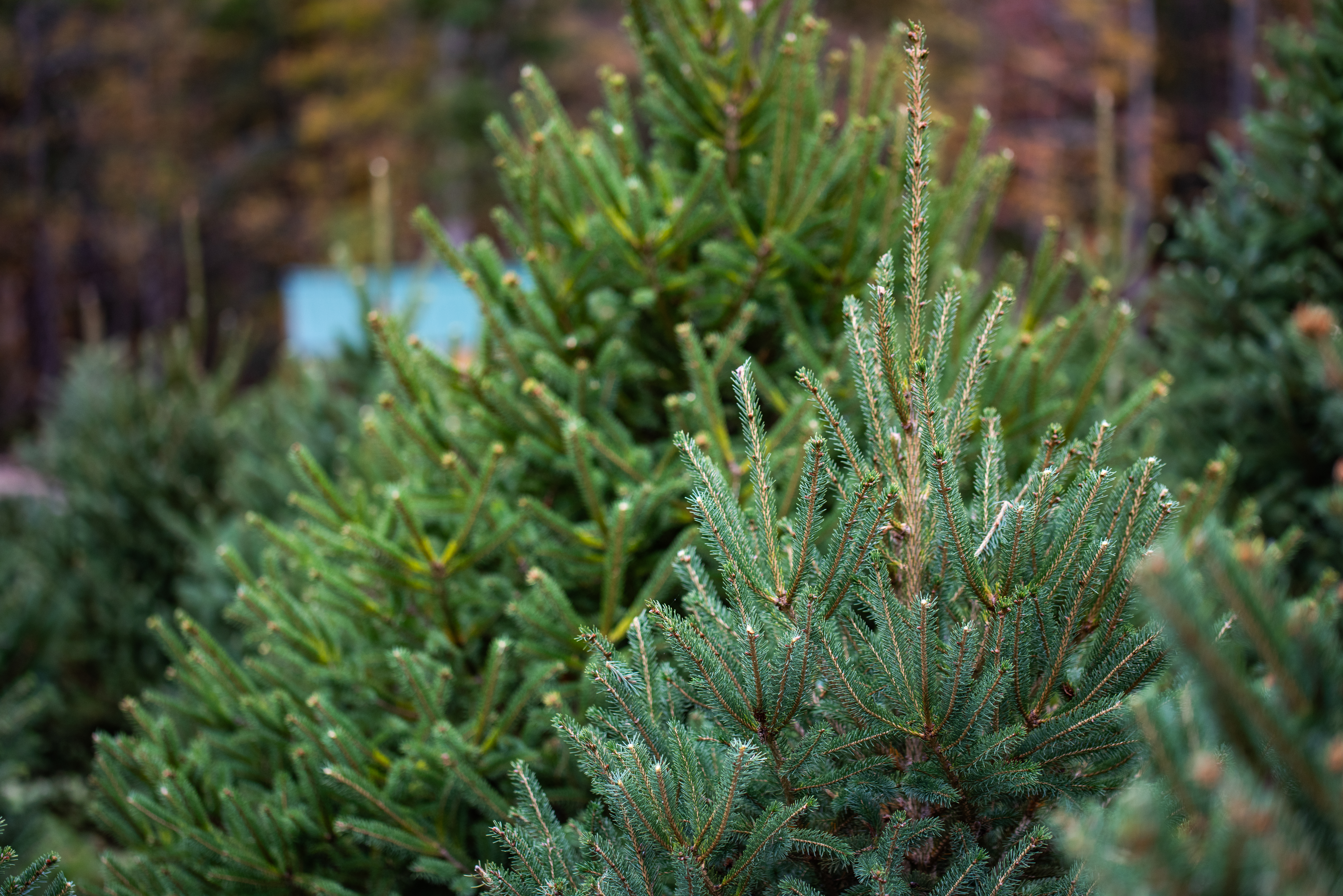 Close-up of pine tree foliage