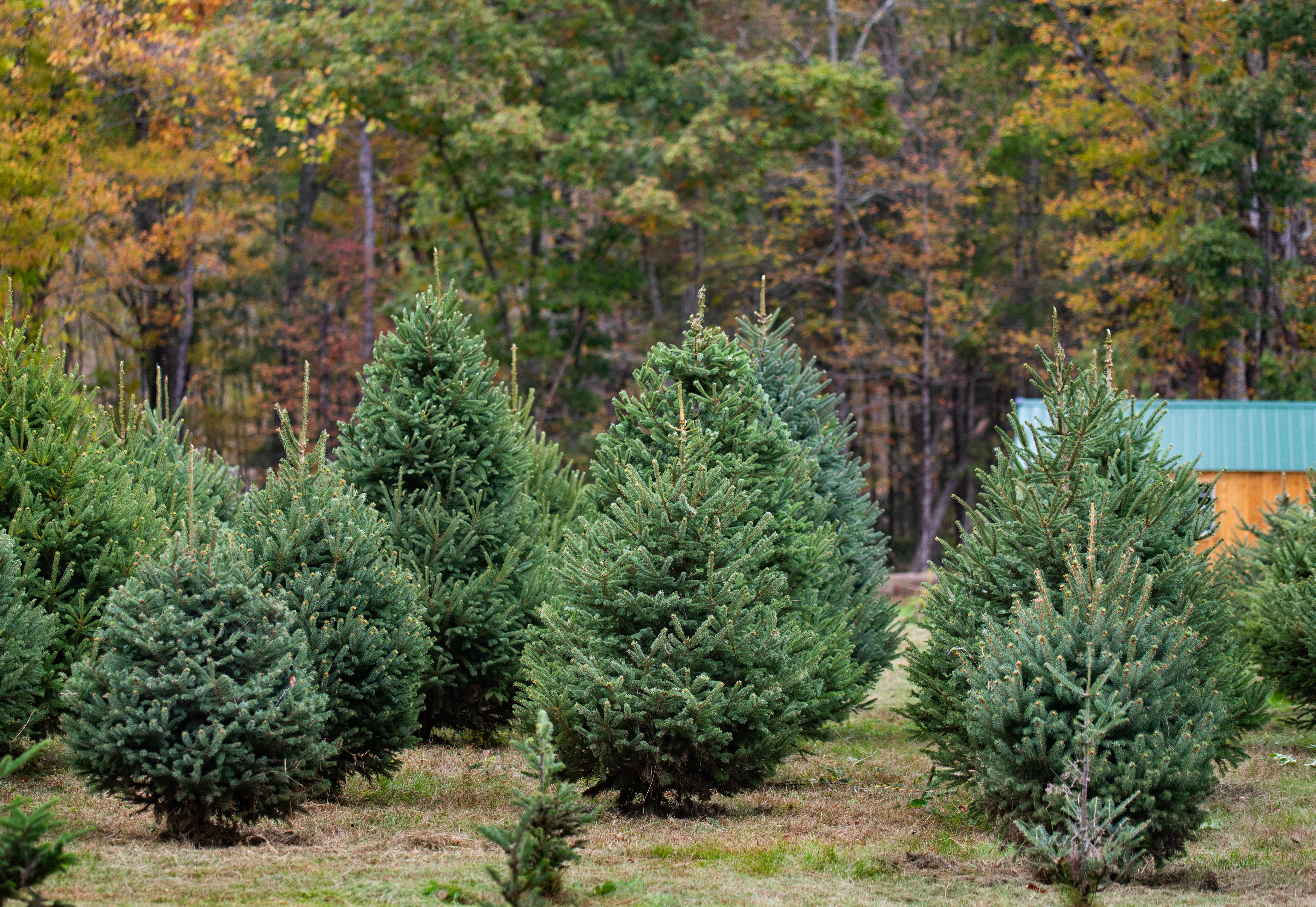 Farm field with young saplings and autumn forest