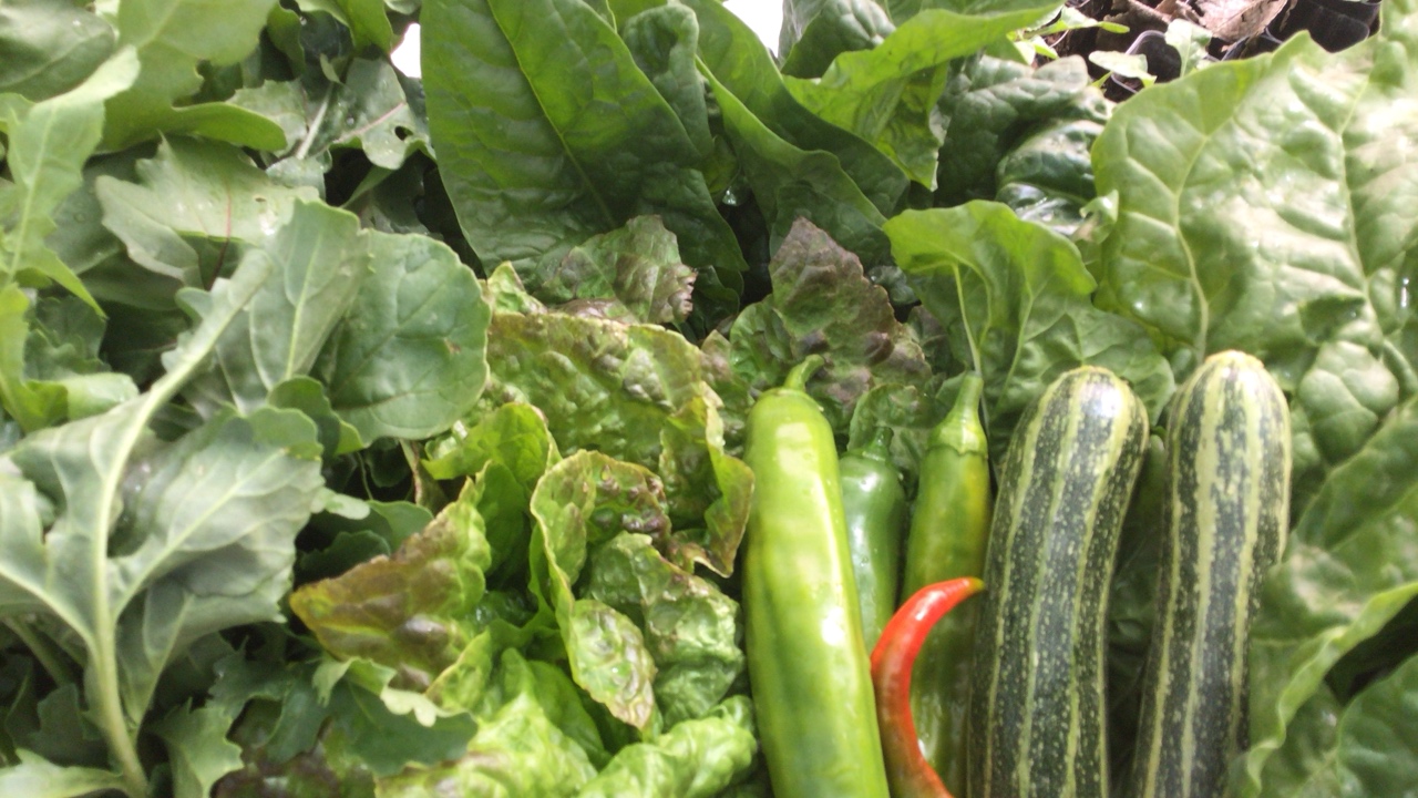 Freshly harvested produce — leafy greens, chillies and zucchini, abundant and tactile