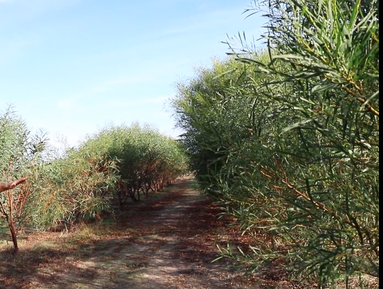 Mature native wattle (acacia) shelter-belt forming a green corridor on Country — native species working as windbreak, nurse plants and pollinator habitat alongside productive food systems