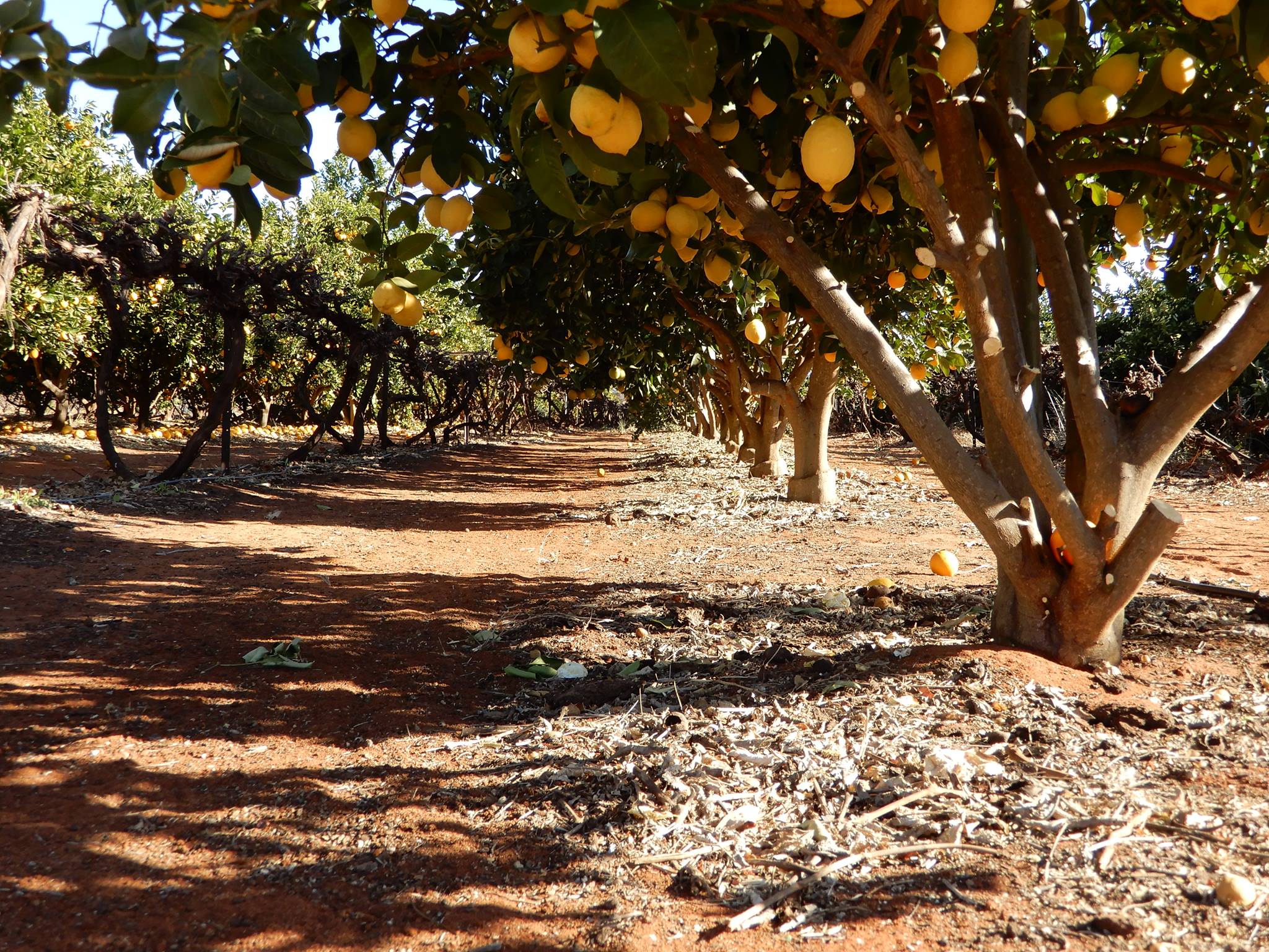 Mature citrus orchard with dappled shade on red-earth Country — canopy, mulch and microclimate at work