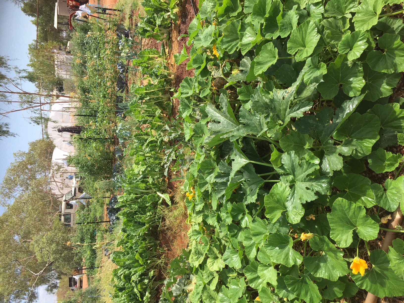 Lush community garden on Country — pumpkins, brassicas and squash growing in red earth with greenhouse and water tank in the background