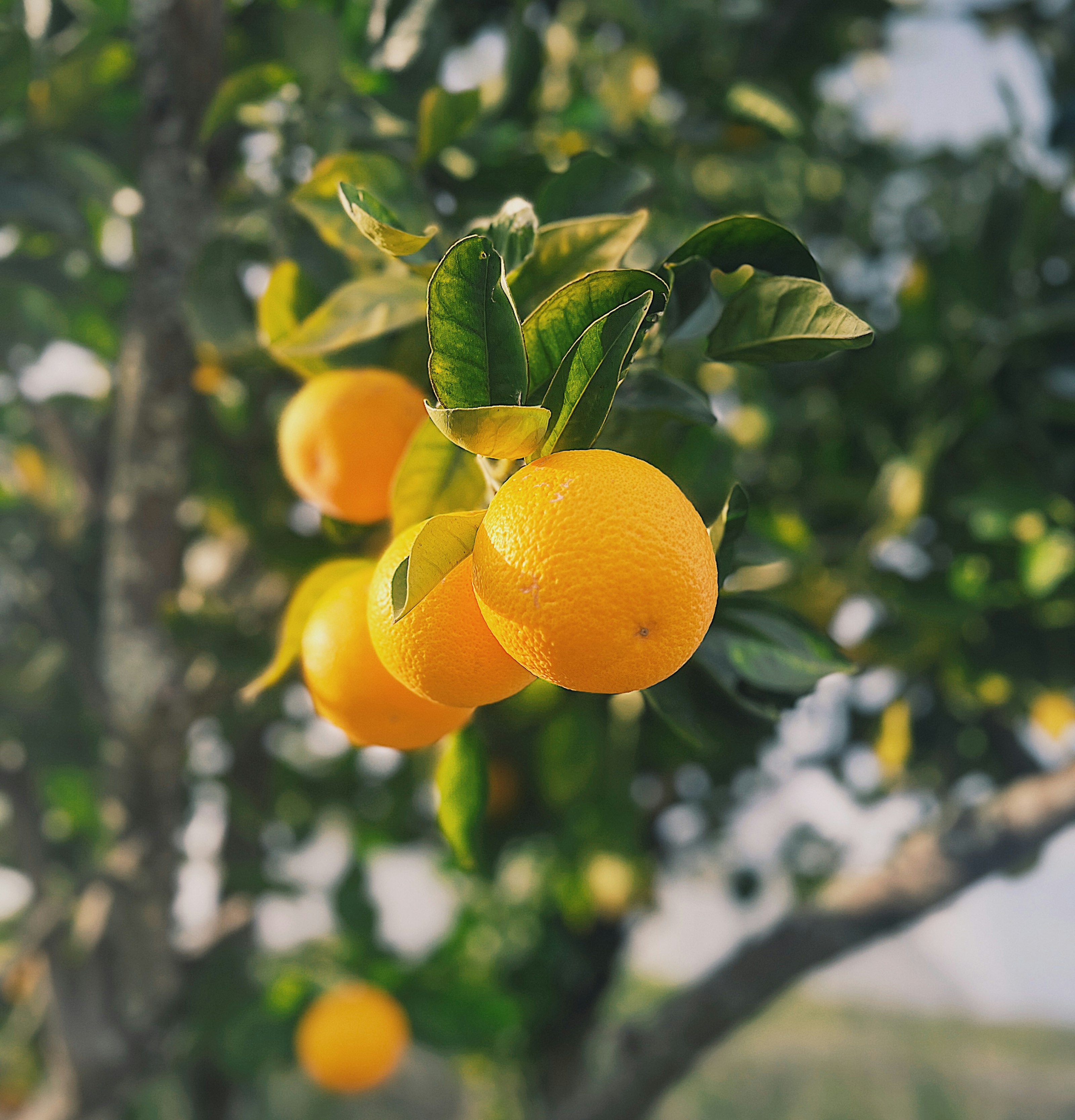 Ripe oranges on the tree in golden light — productive perennial citrus, the resilience proof