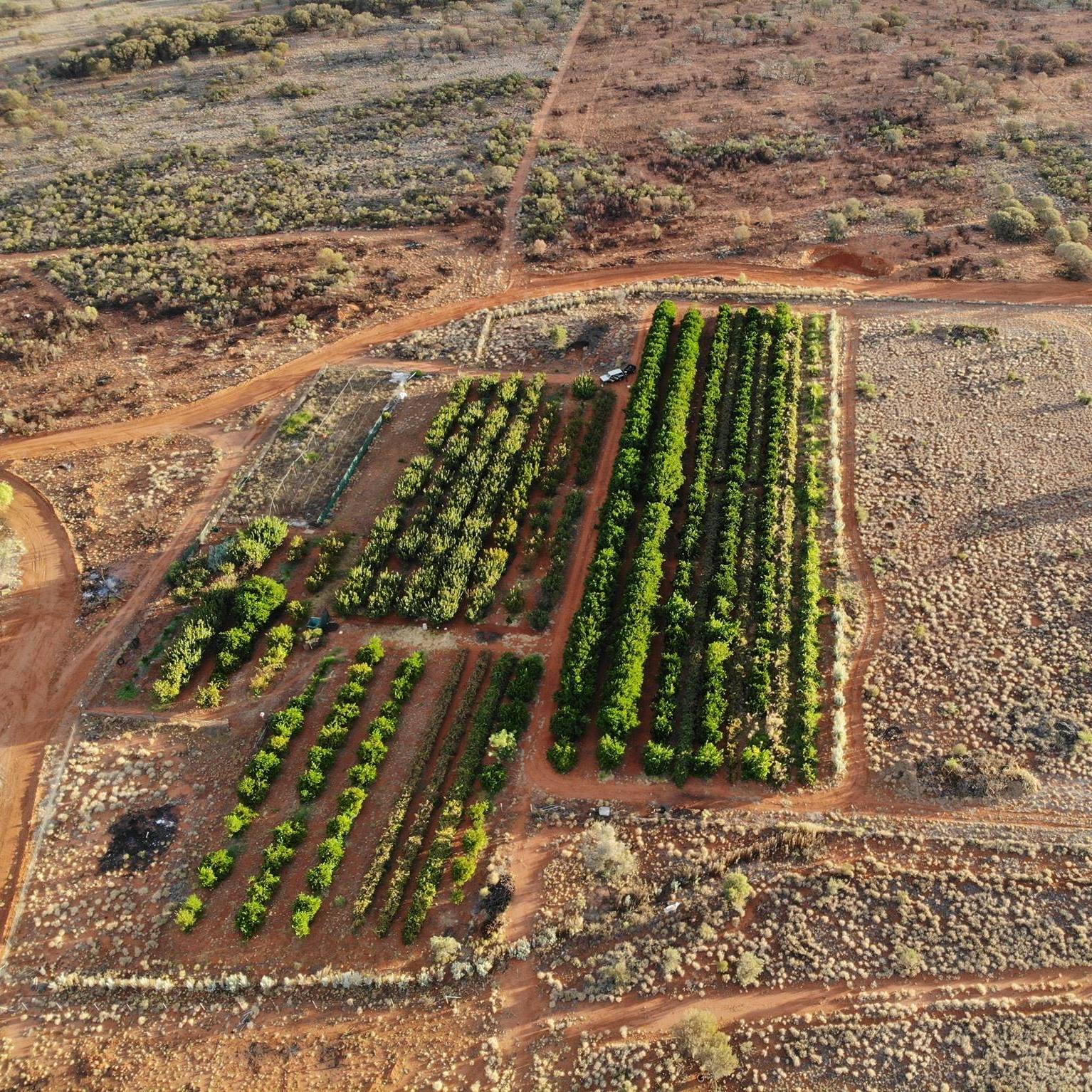 Aerial of an established orchard in remote red-earth Country — productive rows surrounded by sparse arid landscape