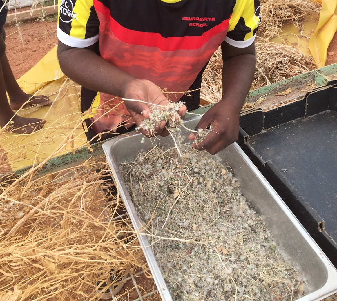 Young person on Country handling seed heads in a Munkarta School jersey