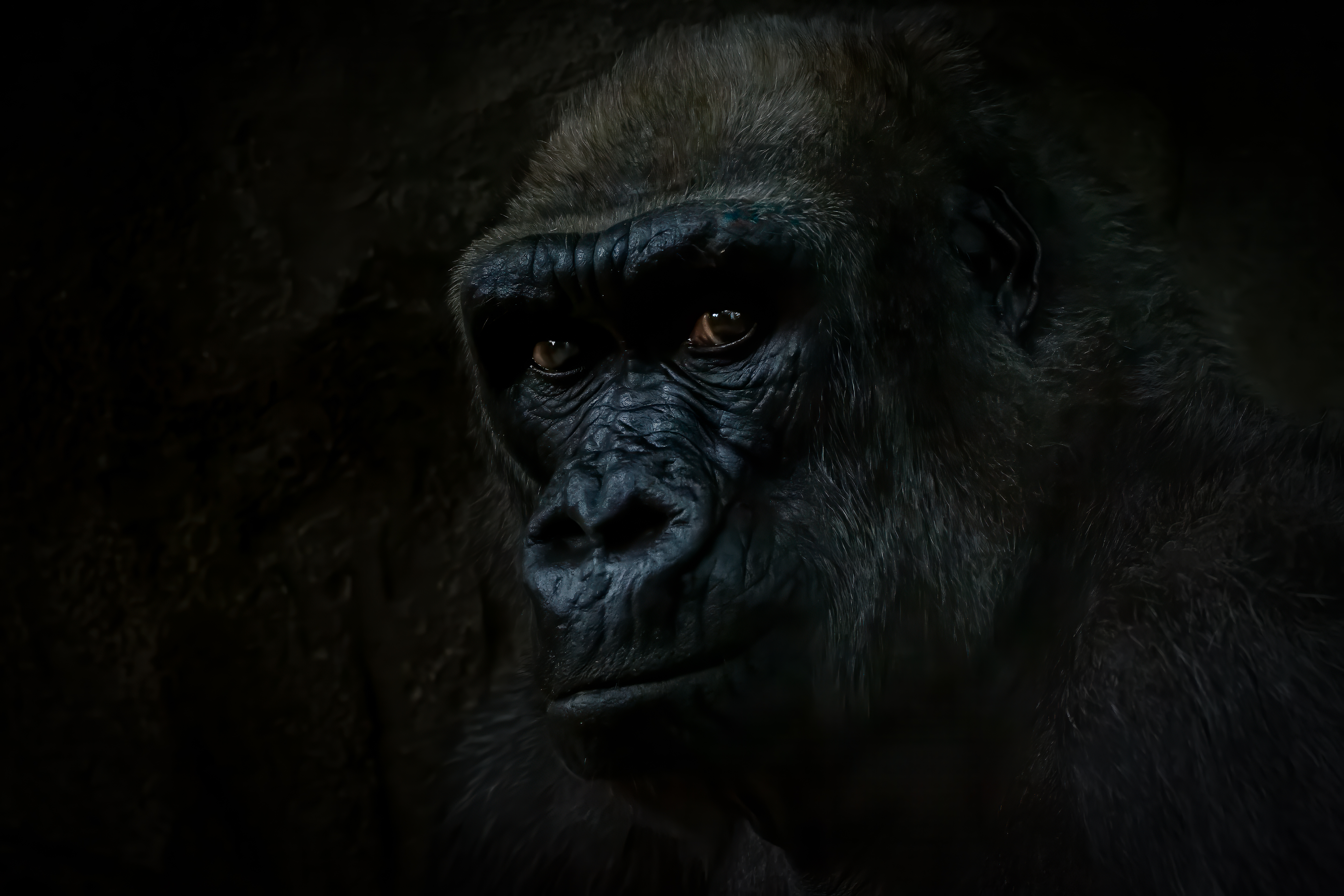 Watchful Gaze