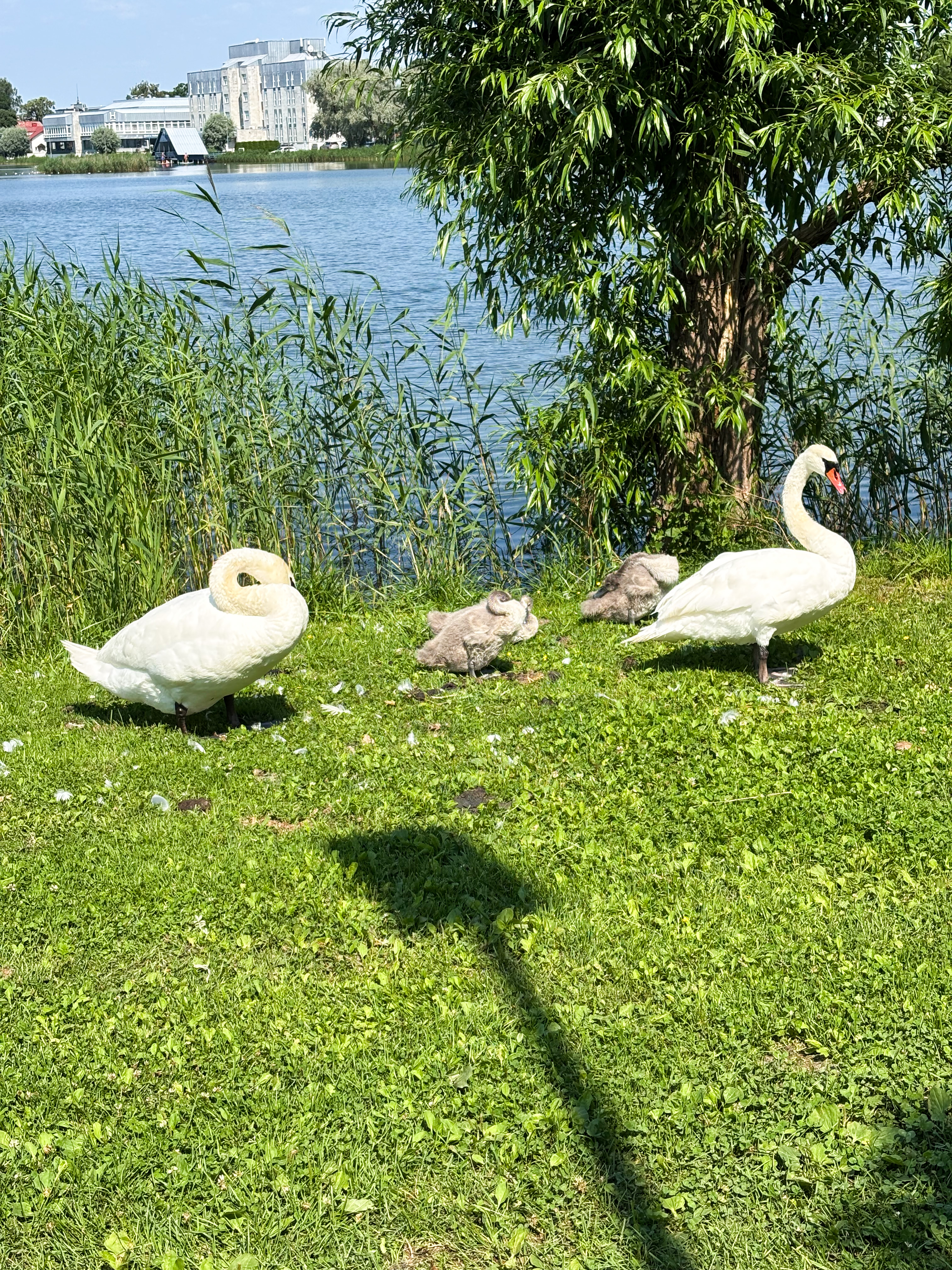 Luiged järve ääres