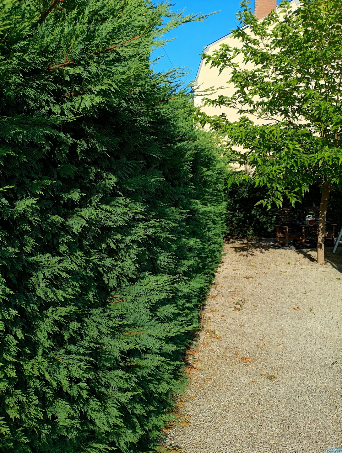 Garden hedge and gravel path before maintenance by SKgarden