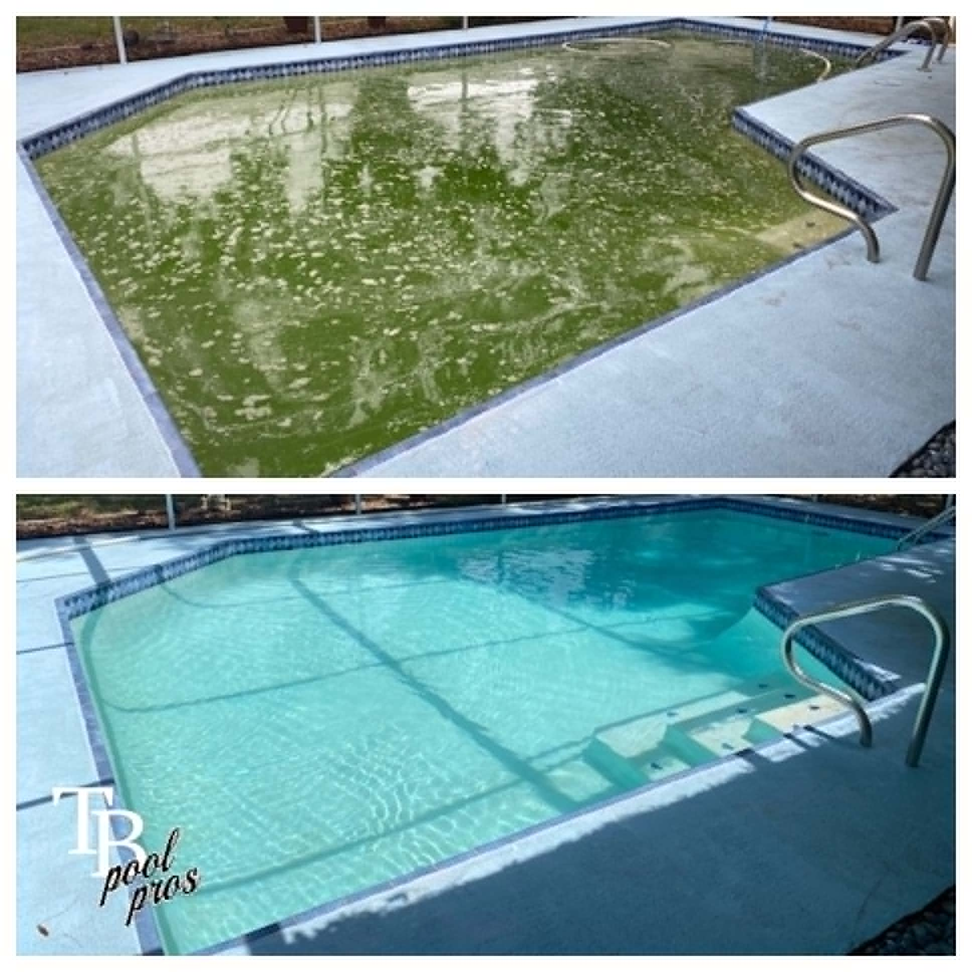 Algae bloom rescue — Tampa, FL