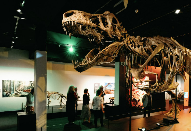 Museum exhibition with dinosaur skeleton display in Townsville