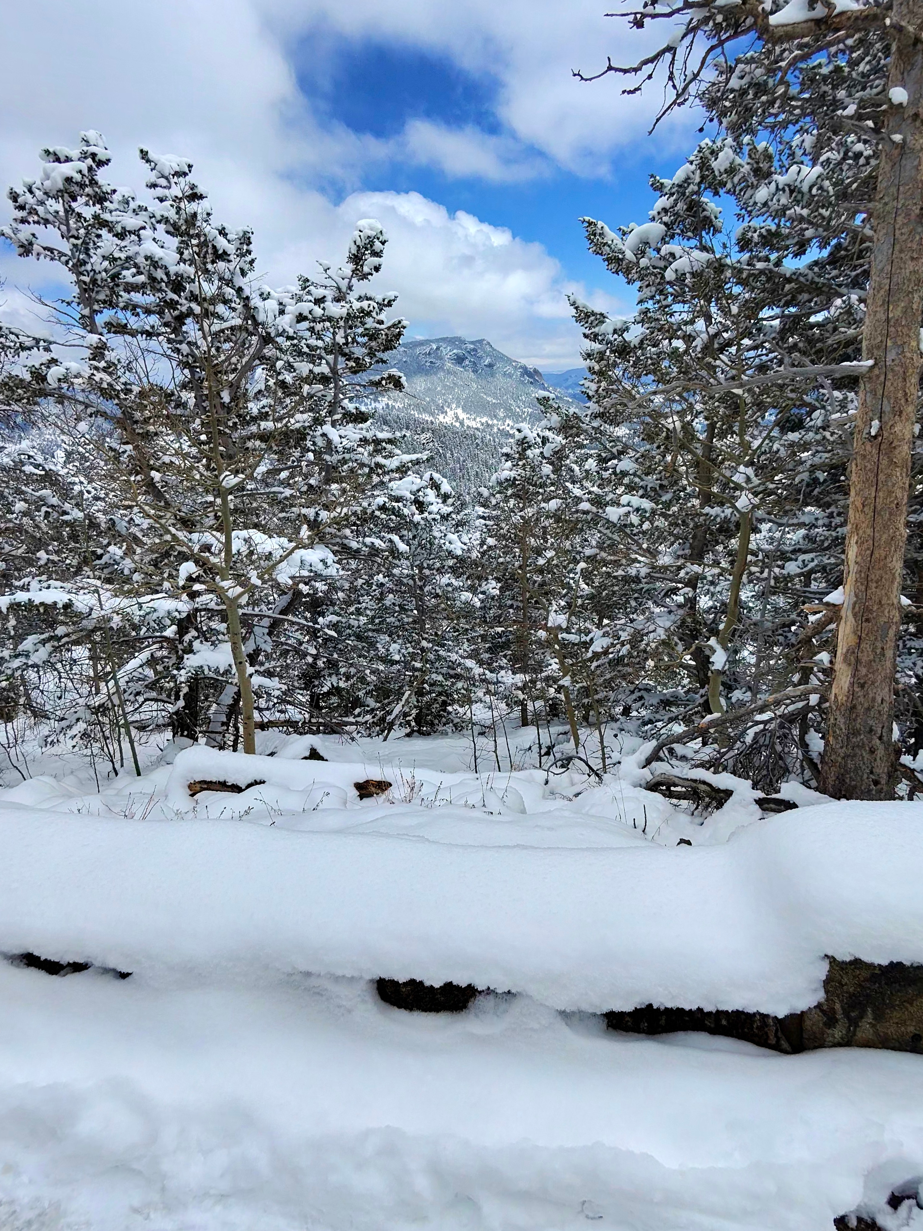 Snow-covered pine forest at Pine Ridge — mountain vista