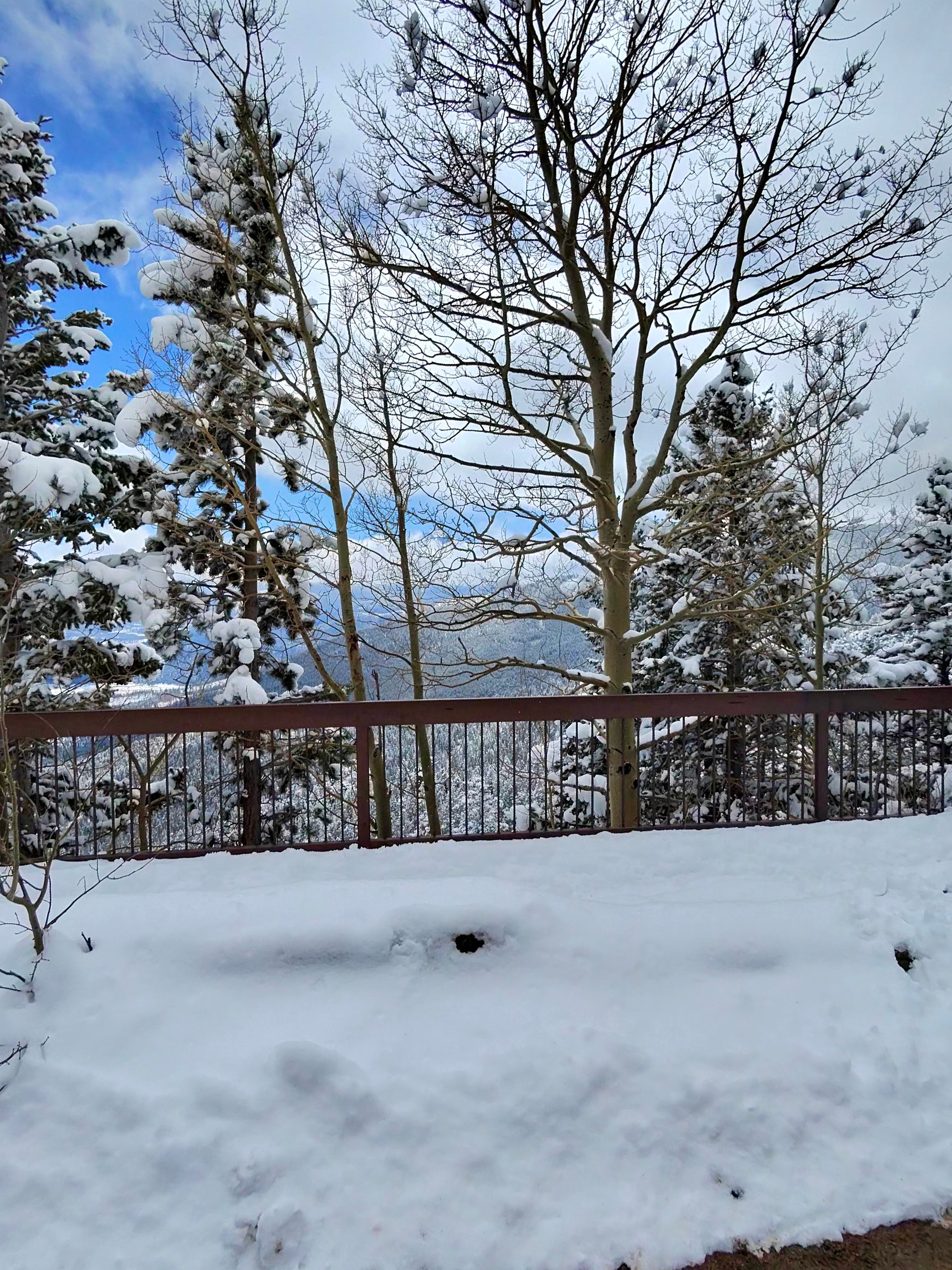 Winter terrace view at Pine Ridge — snow-covered pines