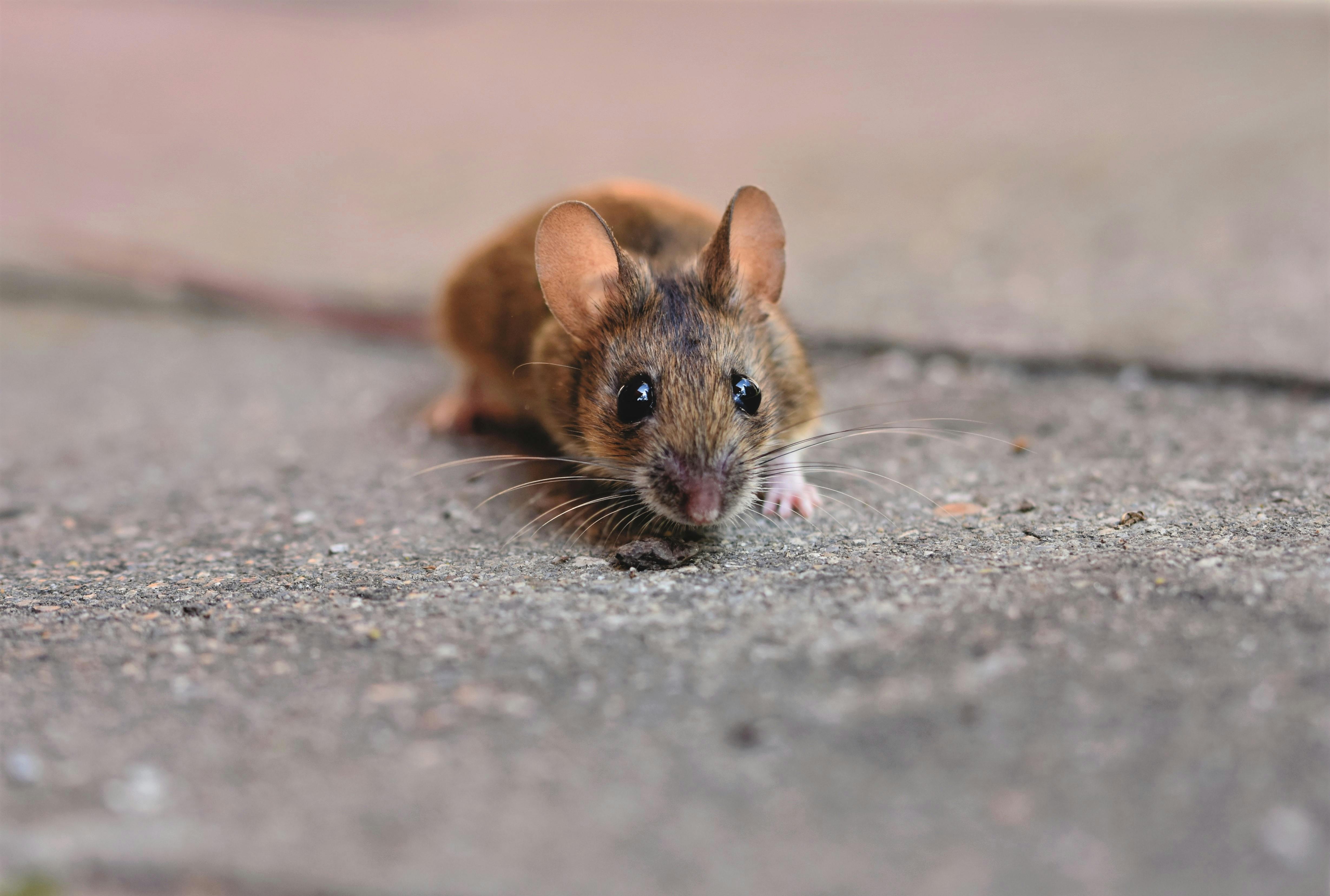 Rodent Control