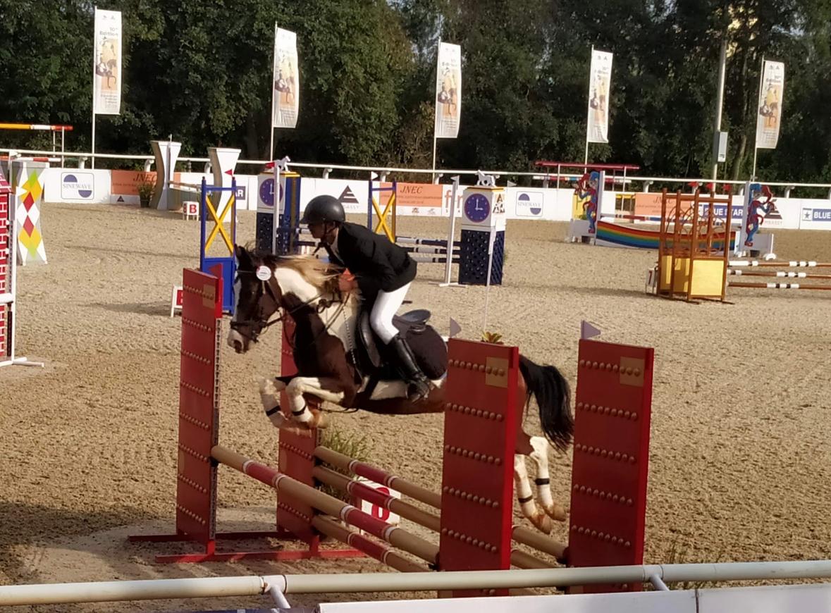 Show Jumping — Pinto Mare
