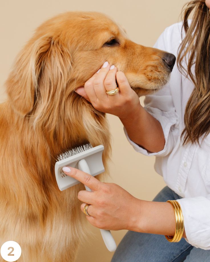 A groomer attentively drying a small dog